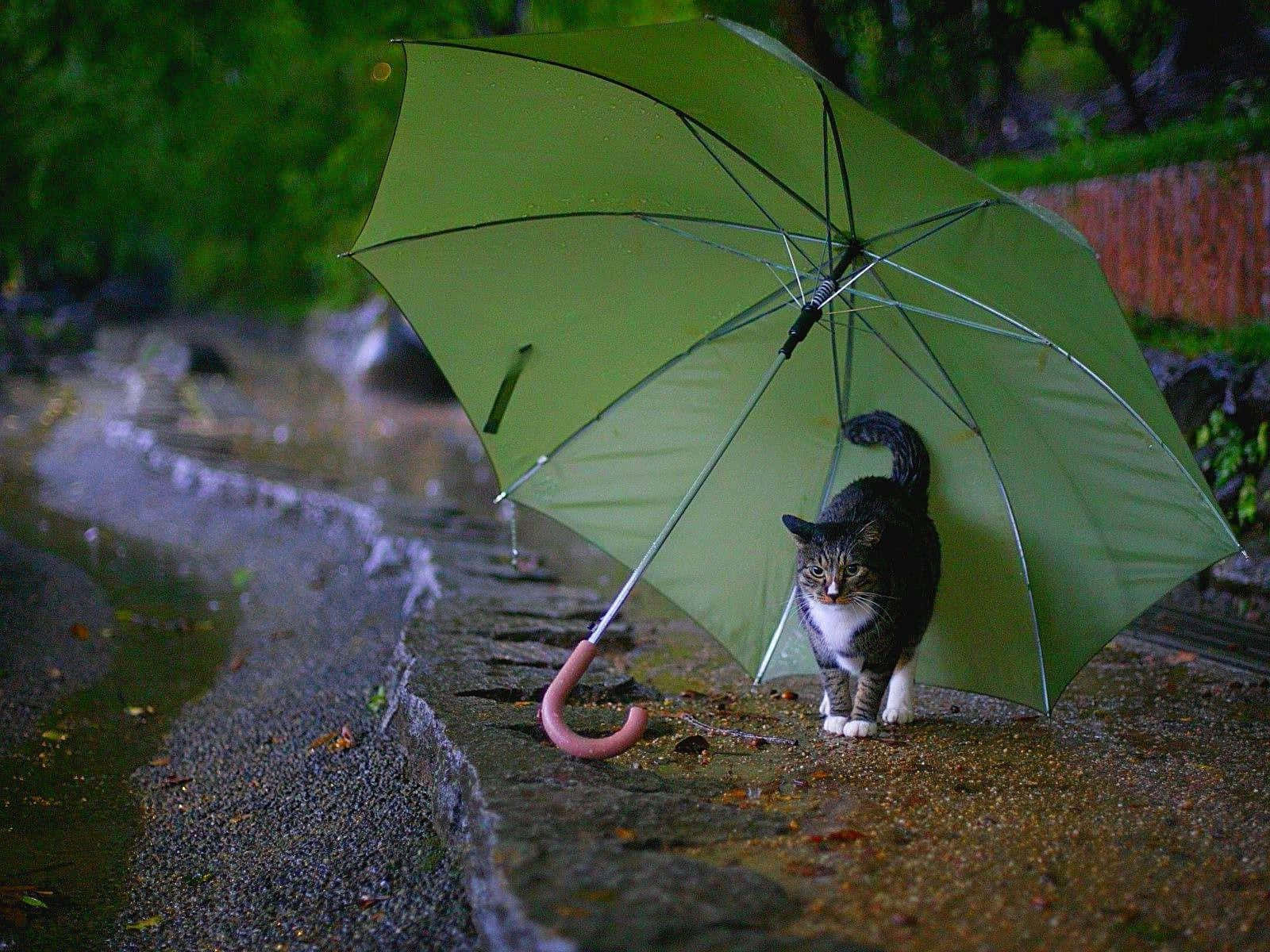 Umbrella 桌布 壁紙 — 一隻虎斑貓在雨中站在濕漉漉的人行道上，撐著一把綠色雨傘，背景是模糊的綠植。
