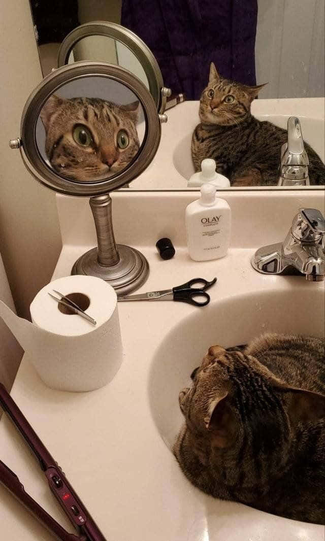 Pet Memes 桌布 壁紙 — 一隻虎斑貓坐在浴室洗手盆中，專注地盯著化妝鏡中自己放大的倒影。