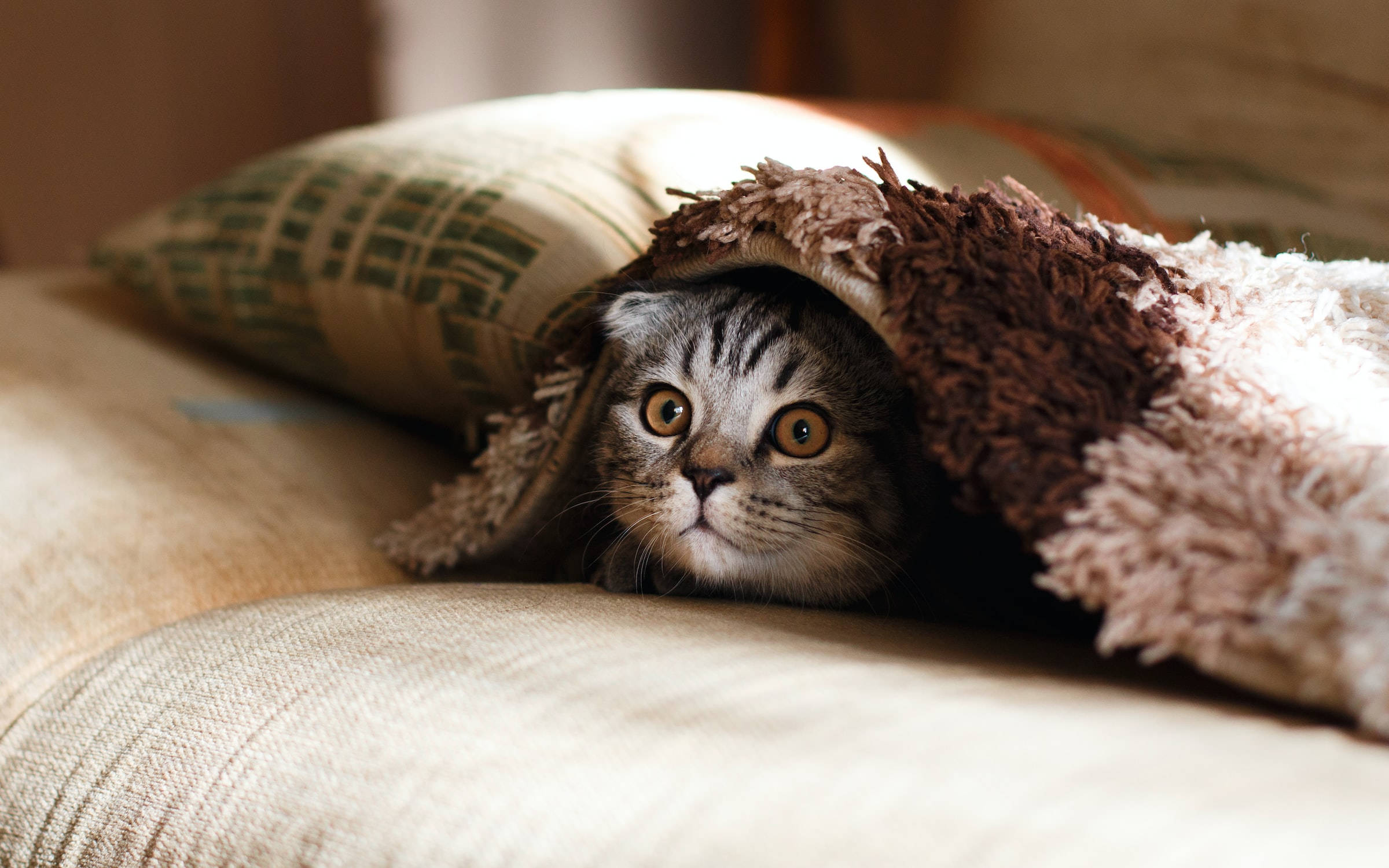 Cute Kawaii Cat 桌布 壁紙 — 一隻虎斑貓從毛絨毯子下探出頭來，躺在一張舒適的米色沙發上，附近有一個圖案靠墊。