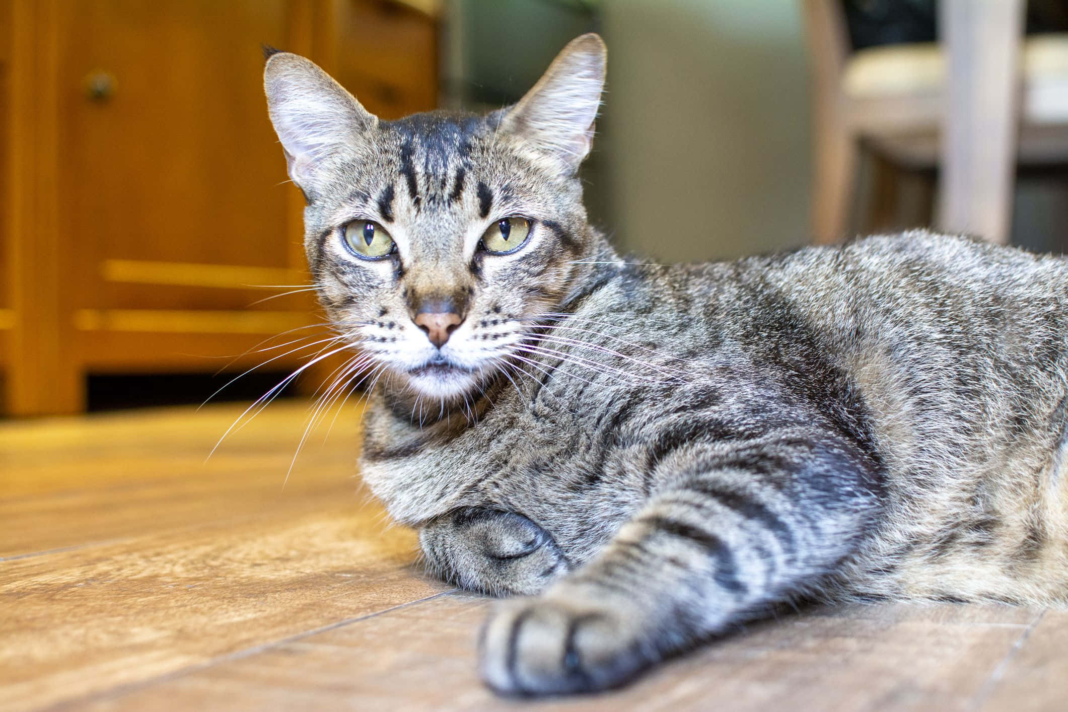 Brazilian Shorthair 桌布 壁紙 — 一隻虎斑貓擁有引人注目的綠色眼睛，在室內木地板上平靜地休息。