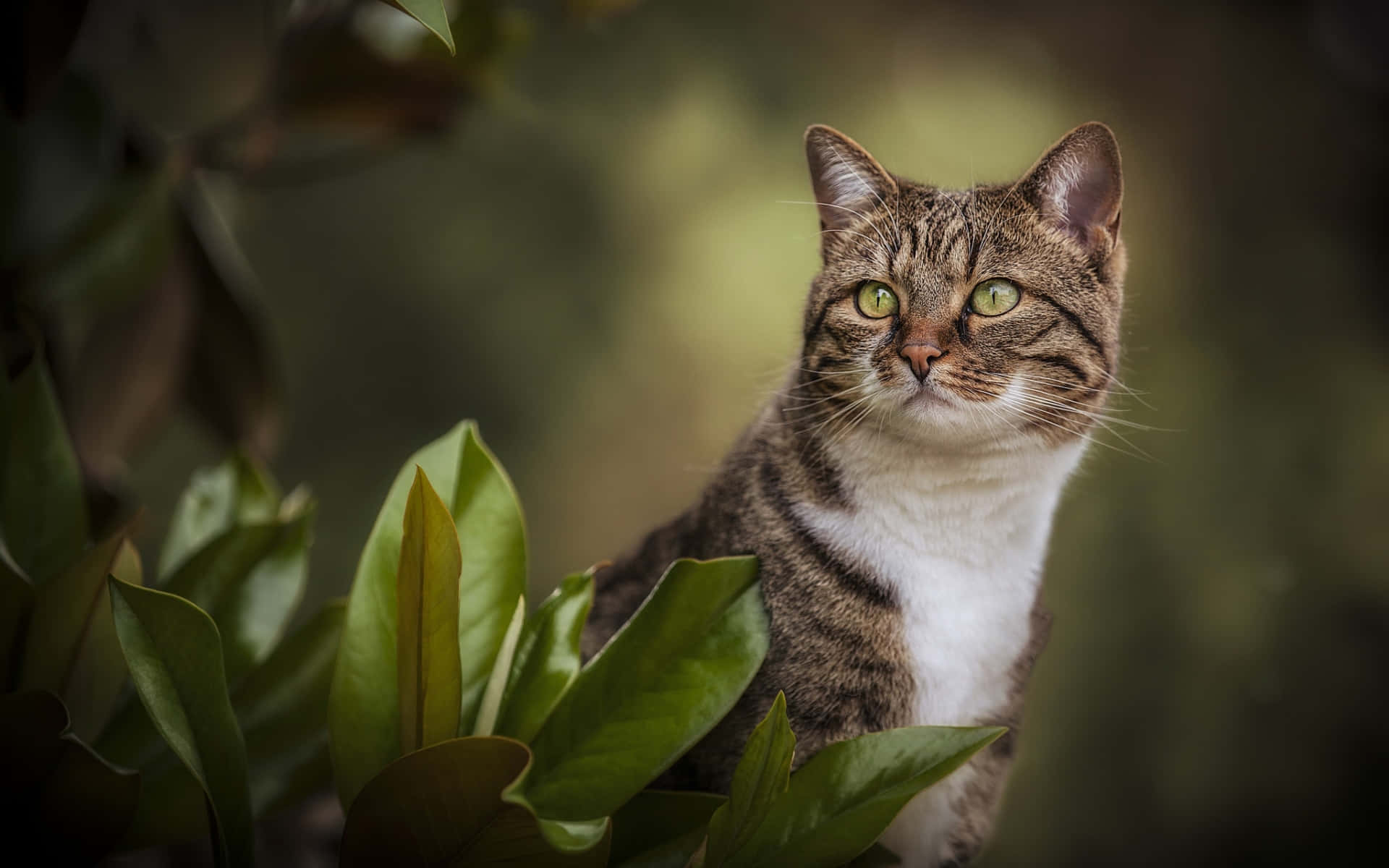Manx Cat 桌布 壁紙 — 一隻虎斑貓擁有引人注目的綠色眼睛，在柔和模糊的花園背景下，好奇地從茂密的綠葉後面窺視。
