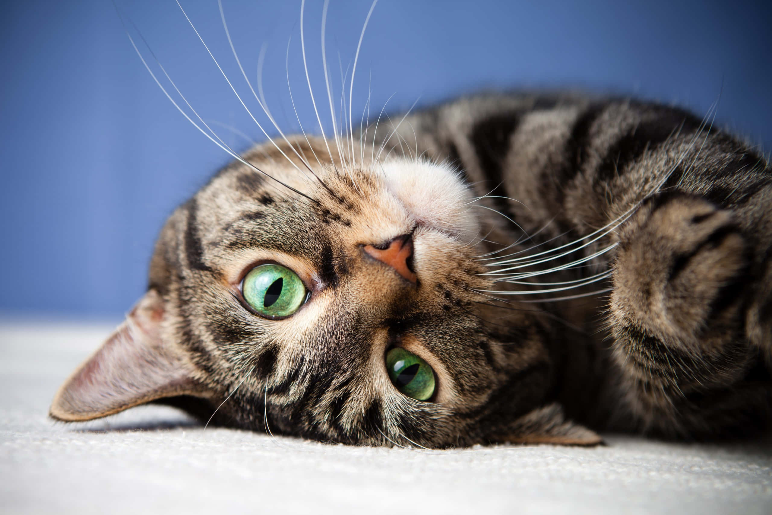 Tabby Cat 桌布 壁紙 — 一隻虎斑貓擁有引人注目的綠色眼睛，仰臥在白色表面上，背景為藍色。