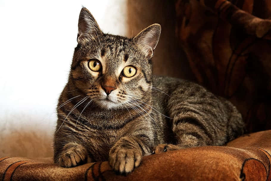 Tabby Cat 桌布 壁紙 — 一隻虎斑貓擁有引人注目的黃色眼睛，威風凜凜地躺在棕色圖案沙發上，專注地凝視著觀眾。