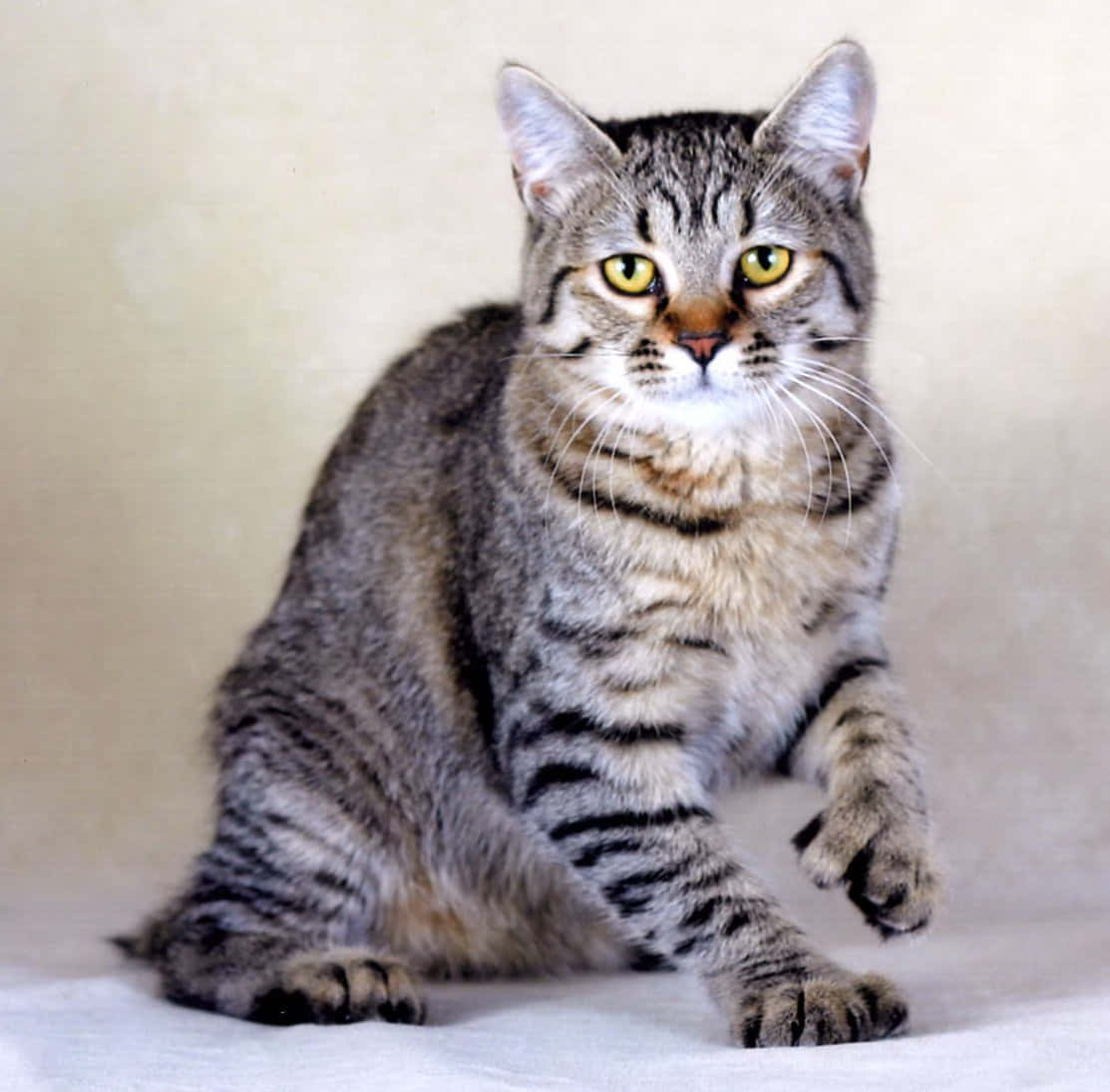 Pixie-bob Cat 桌布 壁紙 — 一隻虎斑貓擁有引人注目的黃色眼睛，端坐在白色表面上，背景是柔和的米色。