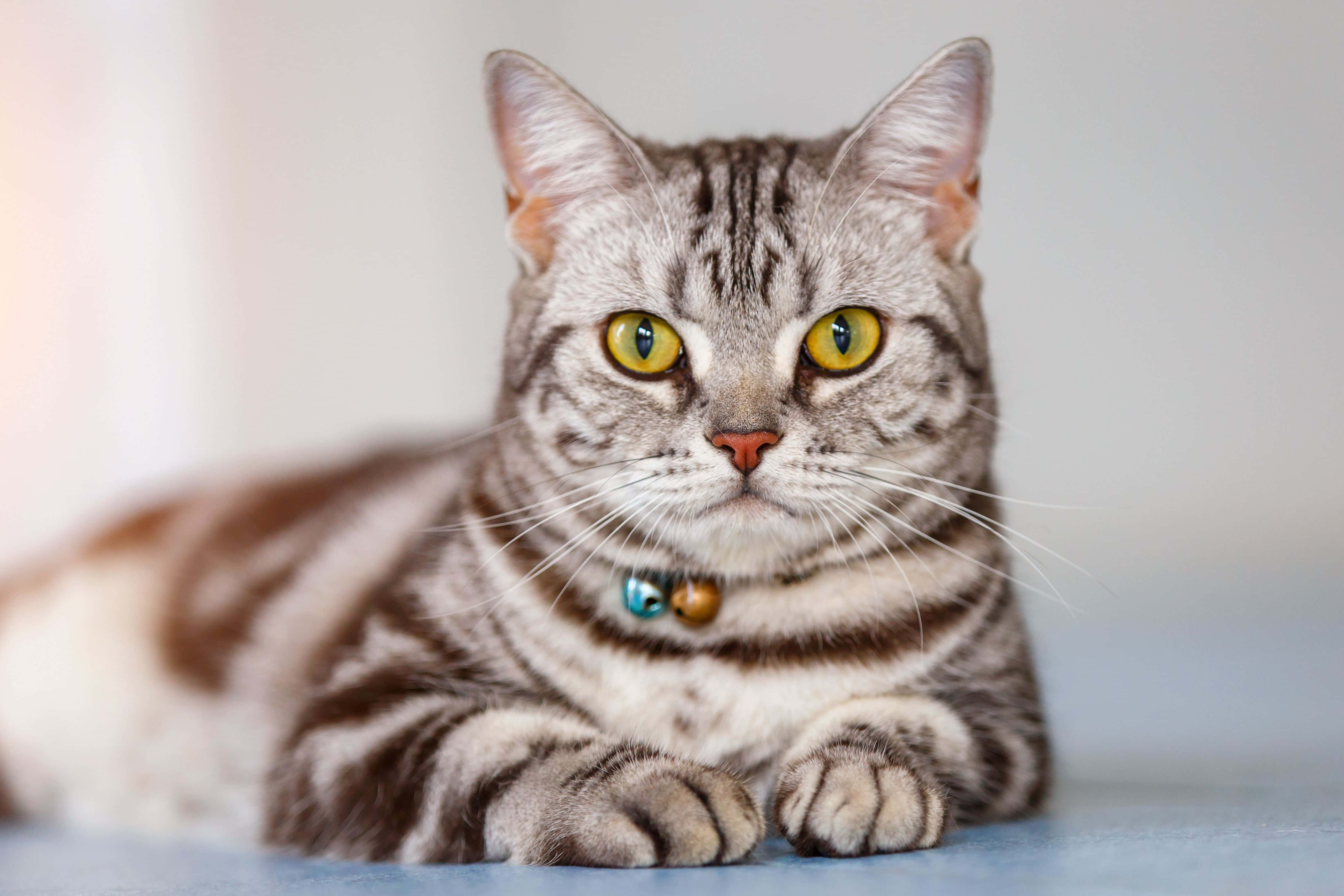 European Shorthair 桌布 壁紙 — 一隻虎斑貓擁有引人注目的黃色眼睛，平靜地躺在藍色表面上，戴著鈴鐺項圈，背景柔和模糊。