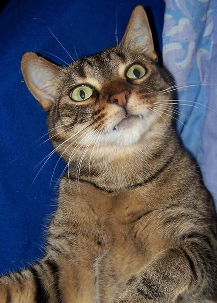 Napoleon Cat 桌布 壁紙 — 一隻虎斑貓有著引人注目的綠色眼睛，在鮮豔的藍色布料背景下向上看。