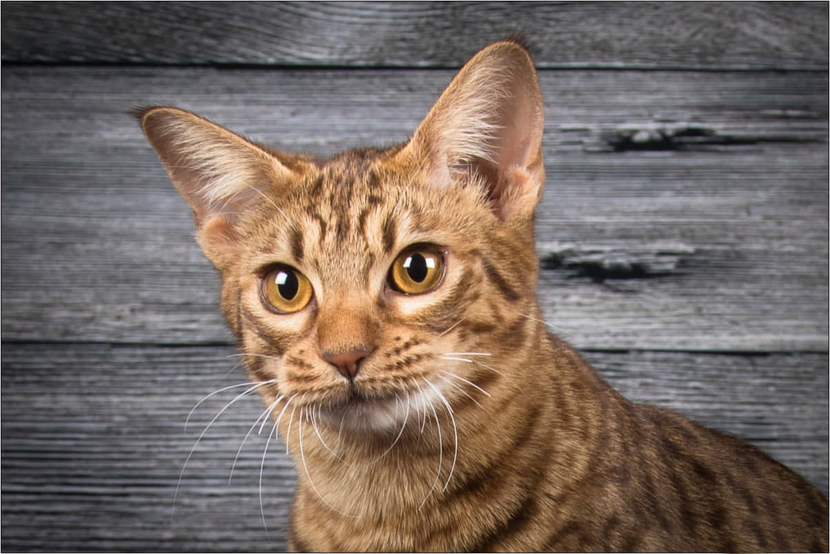 Ocicat 桌布 壁紙 — 一隻虎斑貓的特寫，擁有引人注目的琥珀色眼睛，在風化的灰色木質背景下專注地凝視。