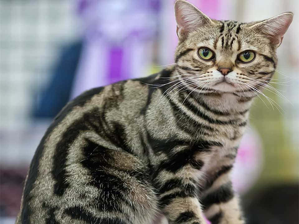 American Shorthair 桌布 壁紙 — 一隻虎斑貓的特寫，擁有引人注目的綠色眼睛和清晰的條紋，正專注地凝視著相機。