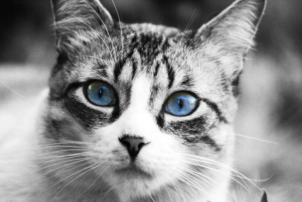 Ojos Azules Cat 桌布 壁紙 — 一隻虎斑貓的特寫，擁有銳利的藍色眼睛，以黑白風格直視鏡頭。