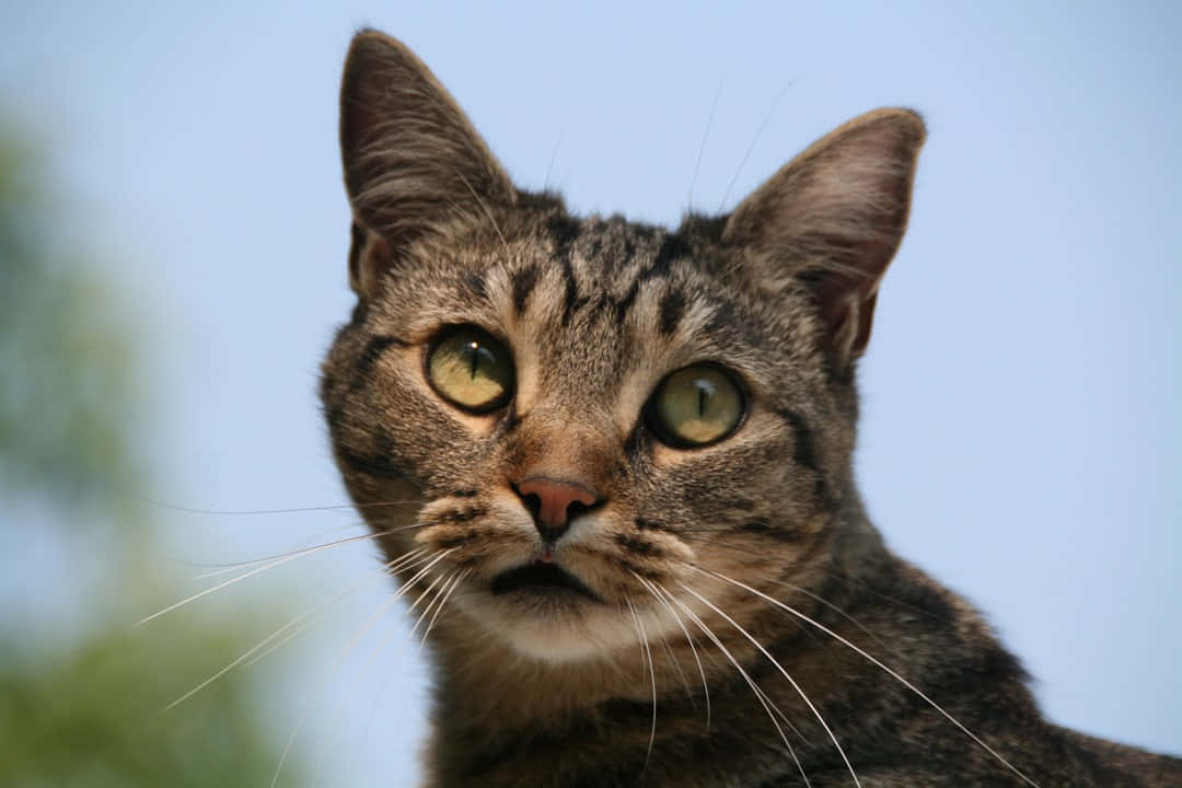 European Shorthair 桌布 壁紙 — 一隻虎斑貓的近距離特寫，擁有引人注目的綠色眼睛，在柔和的藍天背景下專注地凝視。