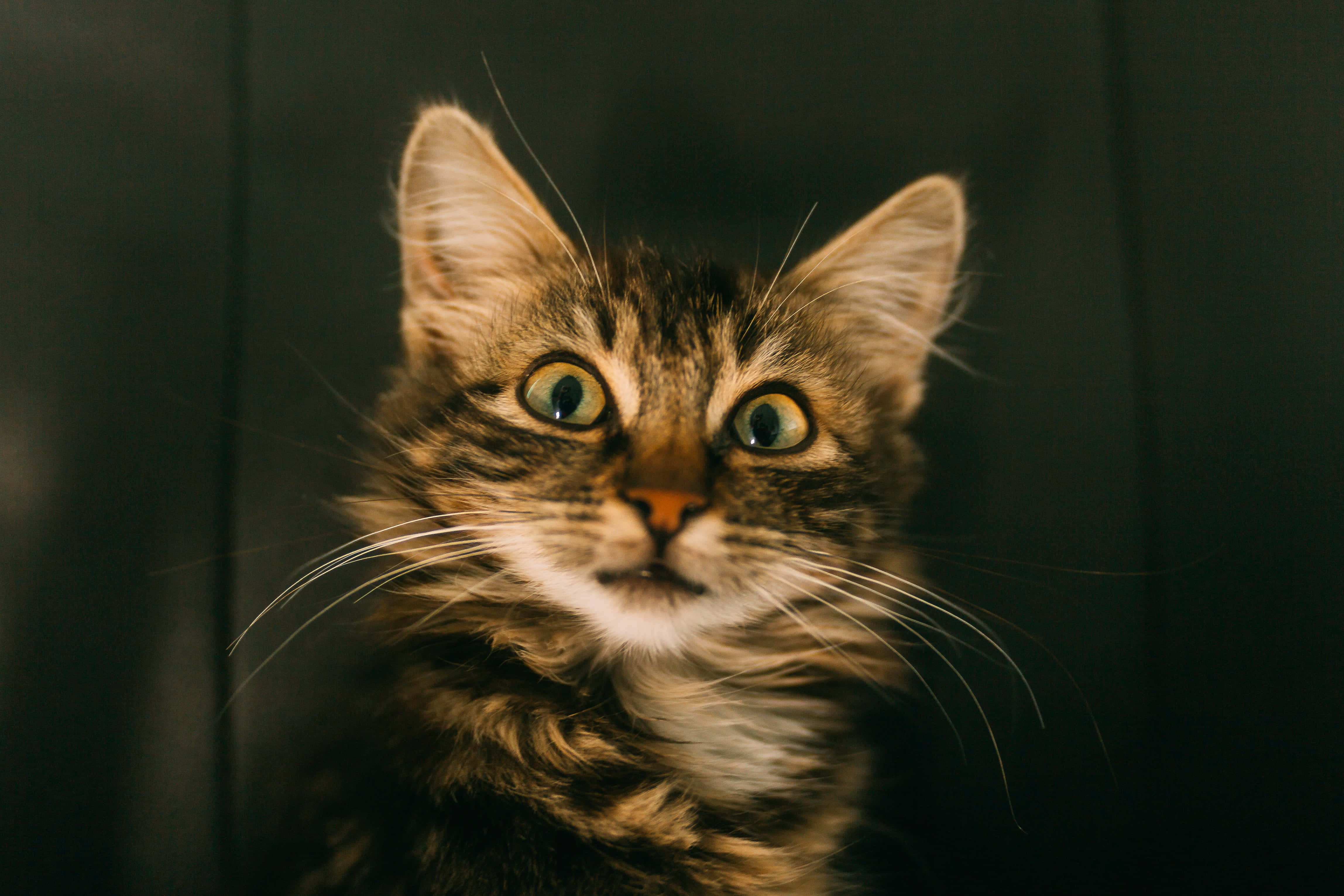 Tabby Cat 桌布 壁紙 — 一隻虎斑貓的近距離特寫，擁有綠色大眼睛，在深色背景下直視鏡頭。
