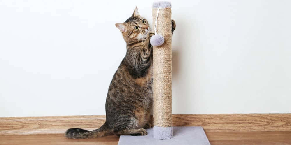 Cat Scratching Post 桌布 壁紙 — 一隻虎斑貓直立在木地板上，爪子放在一個高高的劍麻抓柱上，上面有一個紫色的絨球玩具。
