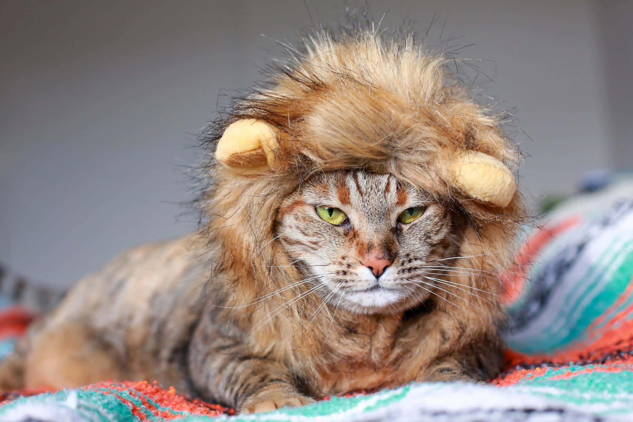Beautiful Cats 桌布 壁紙 — 一隻虎斑貓穿著毛茸茸的獅子服裝，帶著強烈的綠色眼睛，威風凜凜地躺在彩色毯子上。