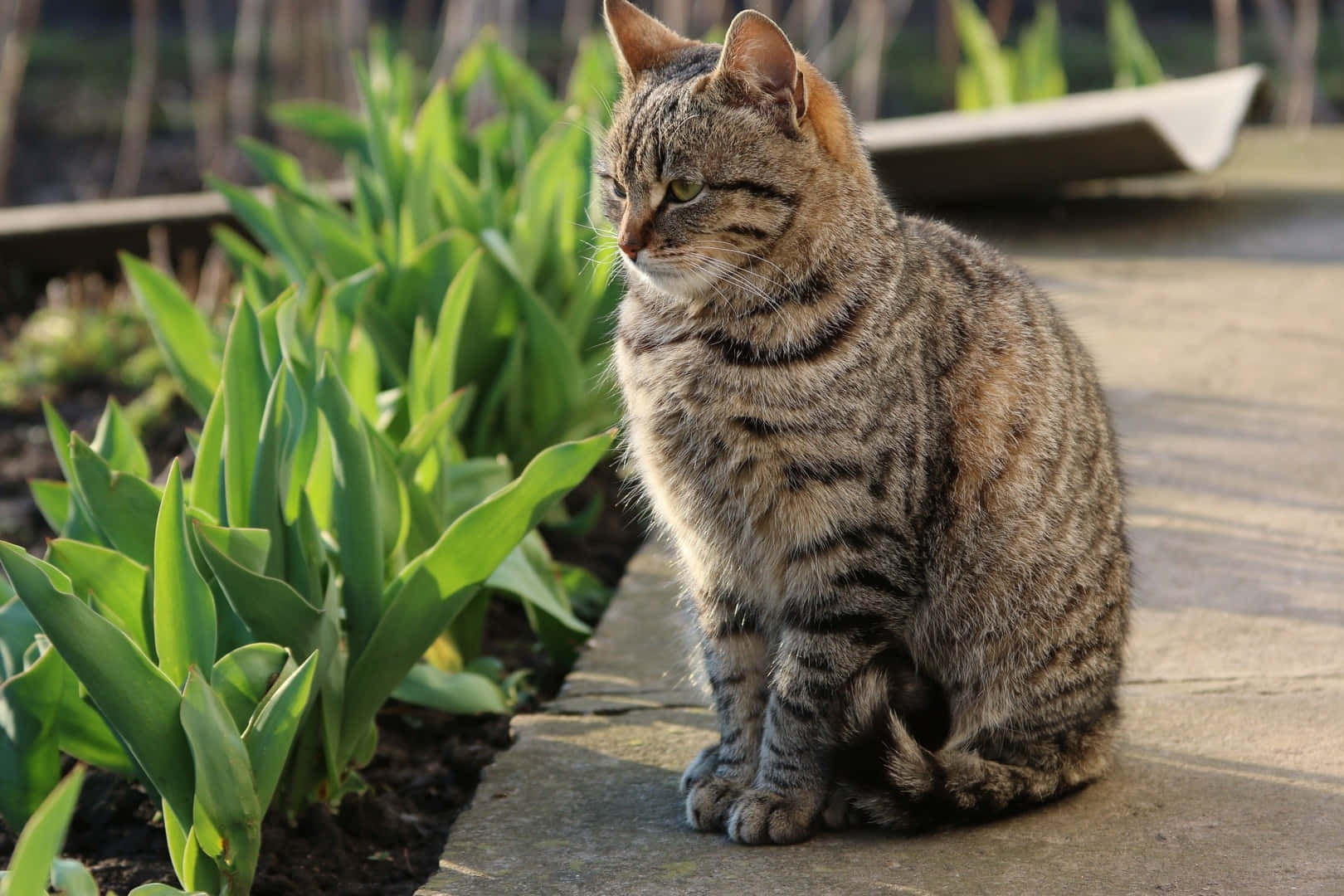 Pixie-bob Cat 桌布 壁紙 — 一隻虎斑貓警覺地坐在陽光花園中石徑旁鮮綠色鬱金香葉片旁邊。