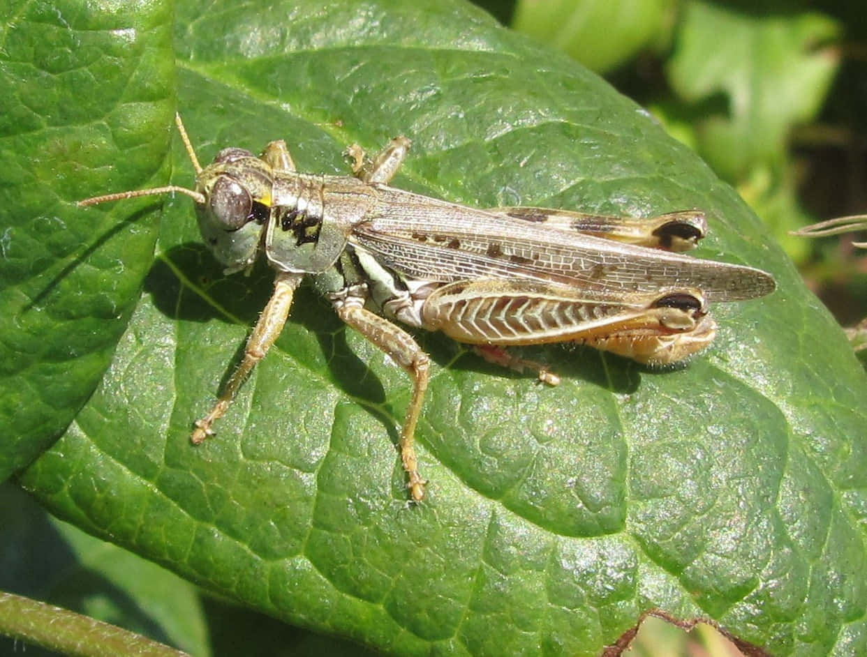 Grasshopper 桌布 壁紙 — 一隻蚱蜢在明亮陽光下棲息在鮮綠葉子上的詳細特寫。