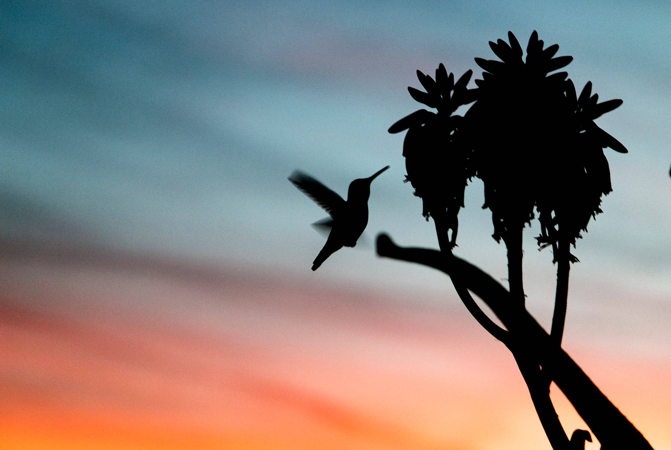 Silhouette 桌布 壁紙 — 一隻蜂鳥在飛行中的剪影，襯著充滿活力的日落天空，正接近一株開花的植物。