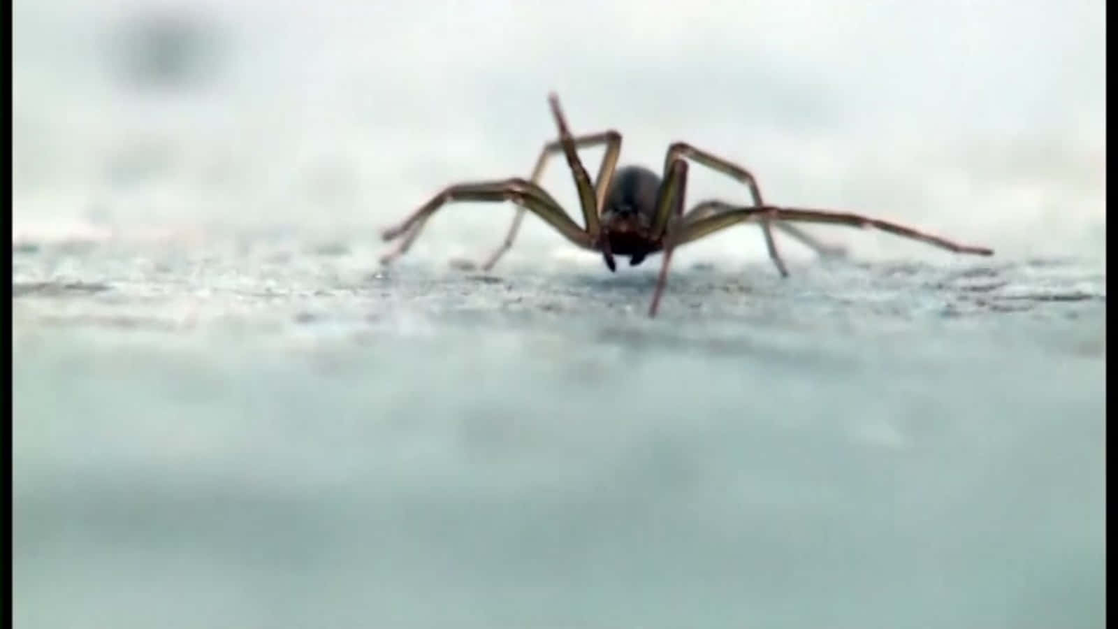 Brown Recluse Spider 桌布 壁紙 — 一隻蜘蛛喺有紋理嘅表面爬行嘅特寫微距鏡頭，景深較淺。