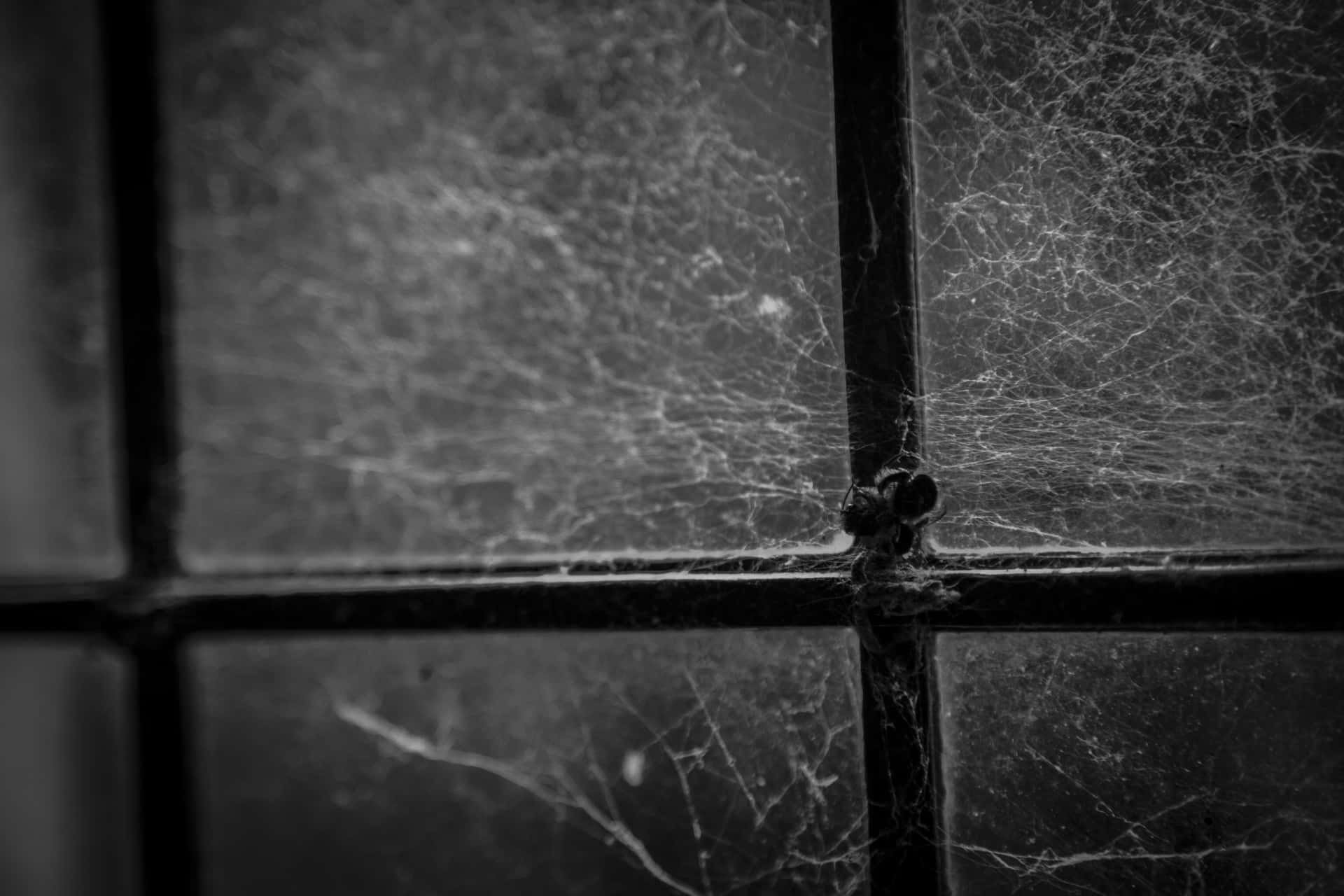 Cobwebs 桌布 壁紙 — 一隻蜘蛛坐在單色暗色鑲板窗戶上緊密蜘蛛網的中心。