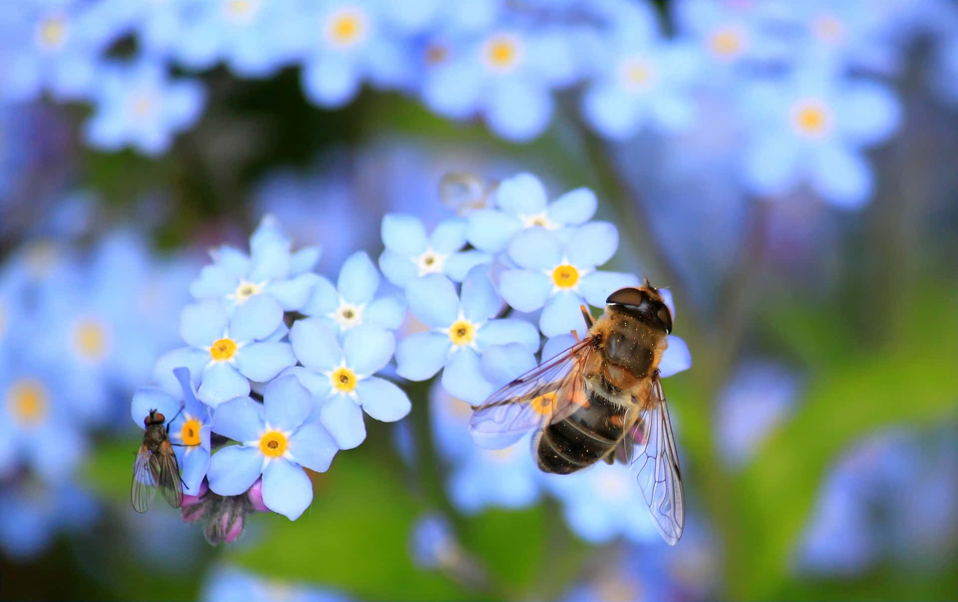 Spring Bees 桌布 壁紙 — 一隻蜜蜂在柔和的模糊背景下，盤旋在帶有黃色花心的精緻藍色勿忘我花上的特寫。