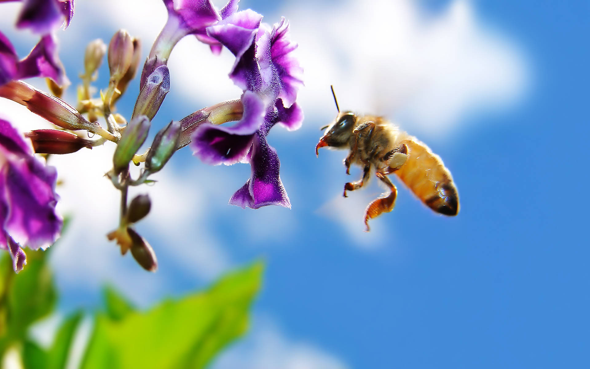 Insect 桌布 壁紙 — 一隻蜜蜂在飛行中接近鮮豔的紫色花朵，背景是明亮的藍天和柔軟的白雲。