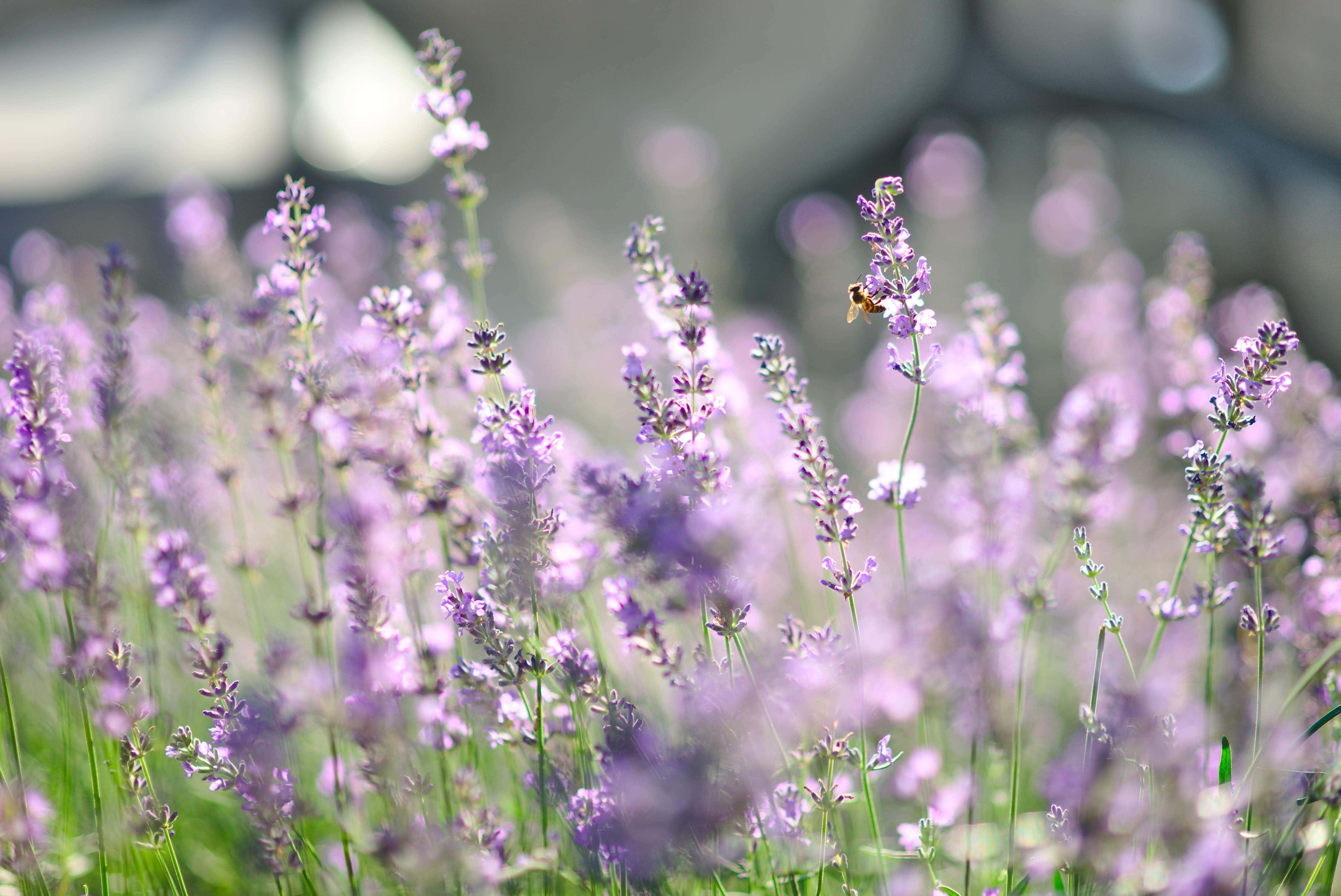 Summer Flowers 桌布 壁紙 — 一隻蜜蜂輕輕地降落在薰衣草花上，周圍是一片沐浴在明亮陽光下的柔軟紫色花田。