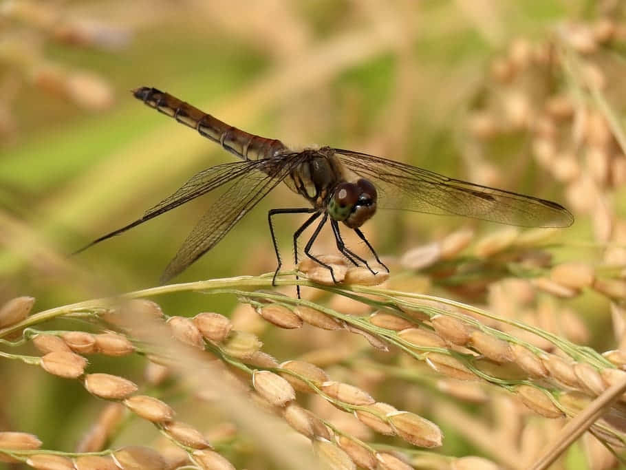 Red Dragonfly 桌布 壁紙 — 一隻蜻蜓優雅地停喺陽光普照嘅田野中嘅金色稻穗上，背景係柔和模糊嘅綠色植物。