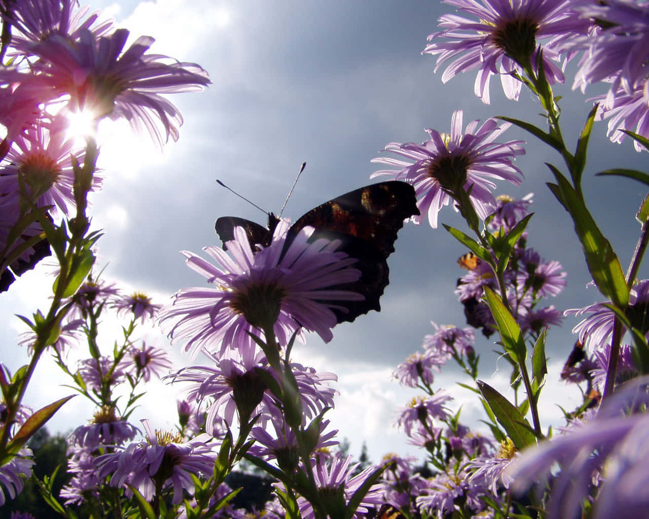 Butterfly Watching 桌布 壁紙 — 一隻蝴蝶在陽光的映襯下呈現剪影，停在一朵紫色的花上，四周是盛開的紫菀花田。