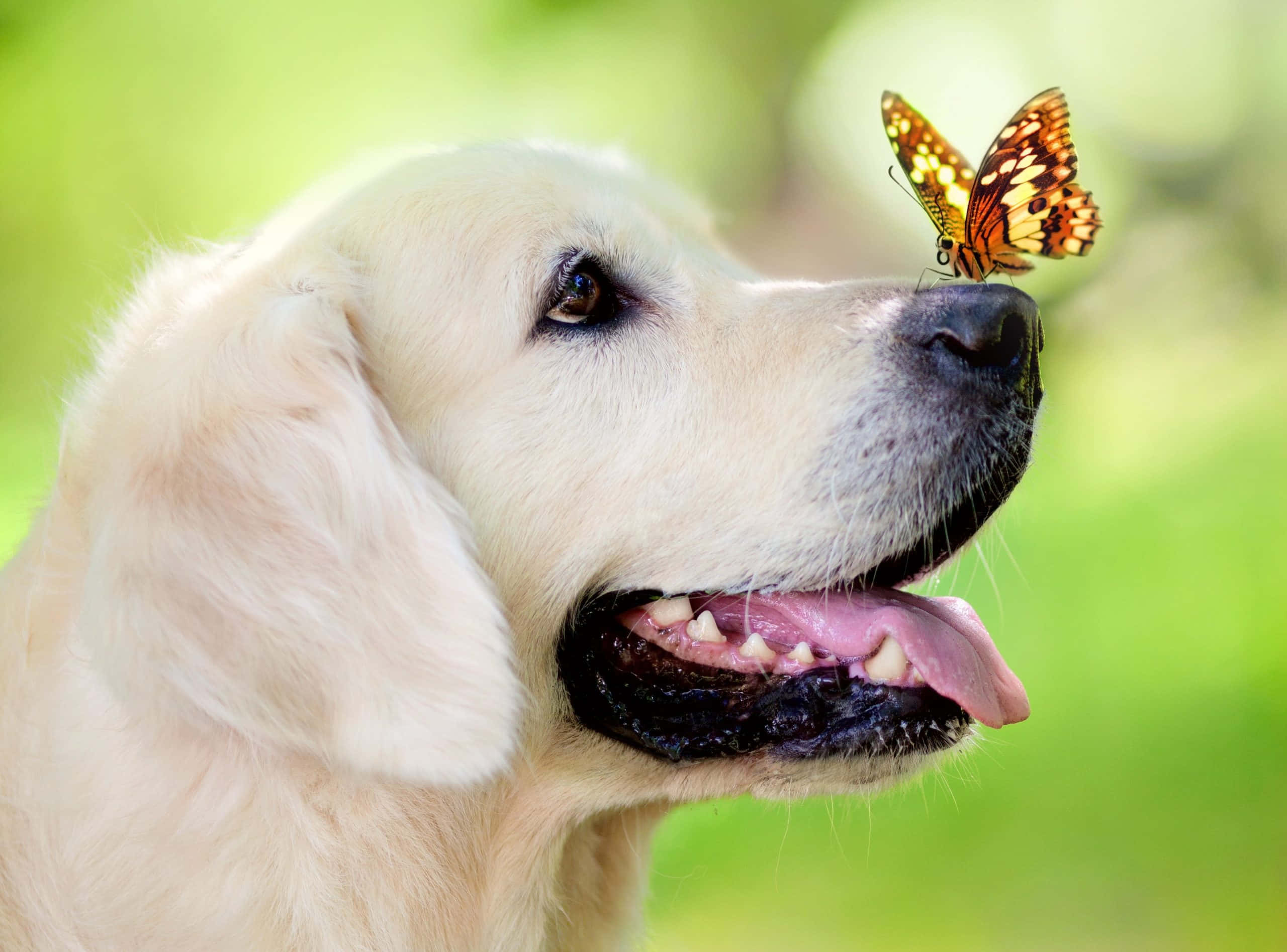 Yellow Labrador 桌布 壁紙 — 一隻表情溫和的金毛尋回犬，在柔和的綠色背景下，鼻子上停著一隻鮮豔的橙色和黑色蝴蝶。