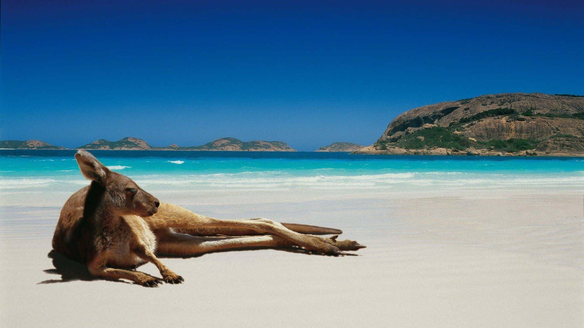 Australia Beach 桌布 壁紙 — 一隻袋鼠在清澈藍天下，躺在純白沙灘上，面對著碧綠海水和遠處的岩石島嶼，悠然自得。