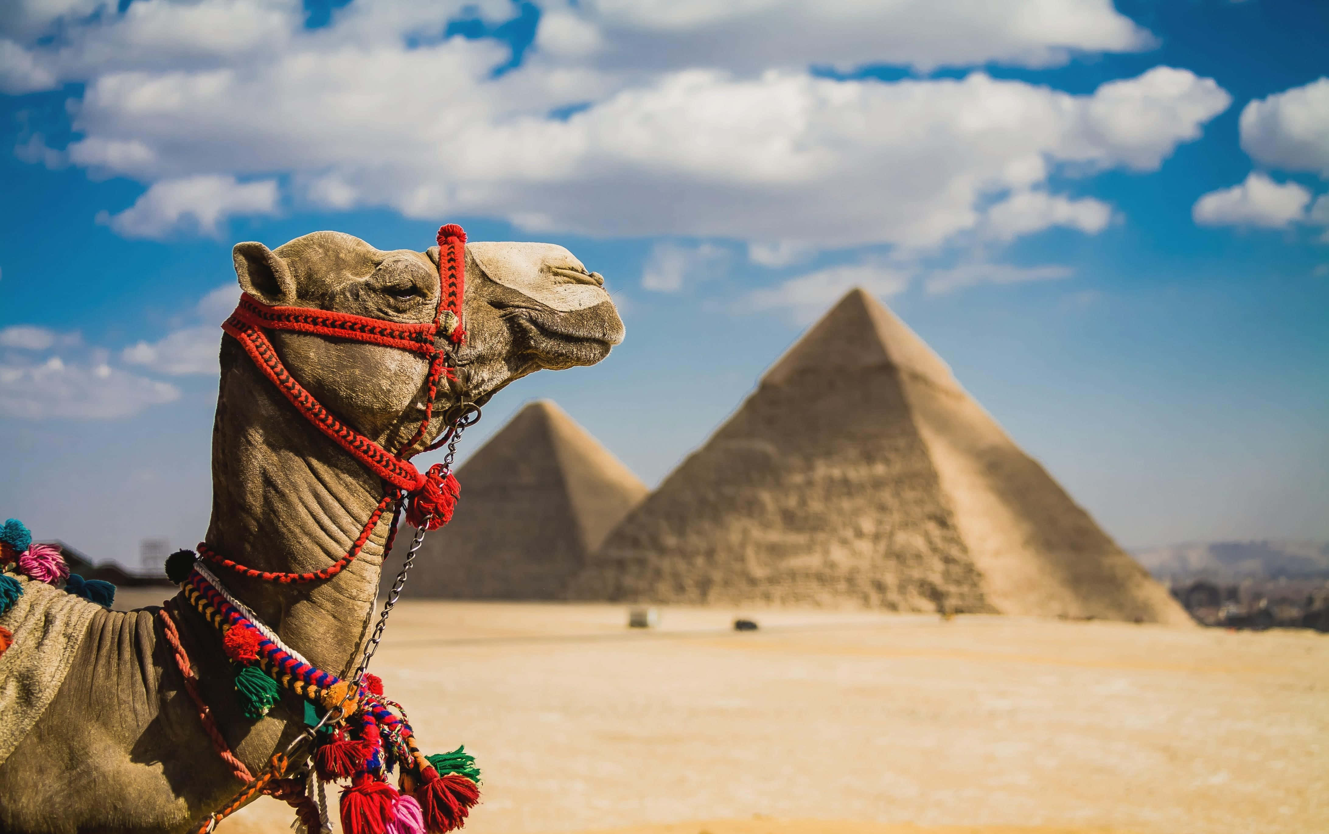 Egypt 桌布 壁紙 — 一隻裝飾過的駱駝站在前景，背後金字塔聳立，明亮的藍天點綴著蓬鬆的白雲。