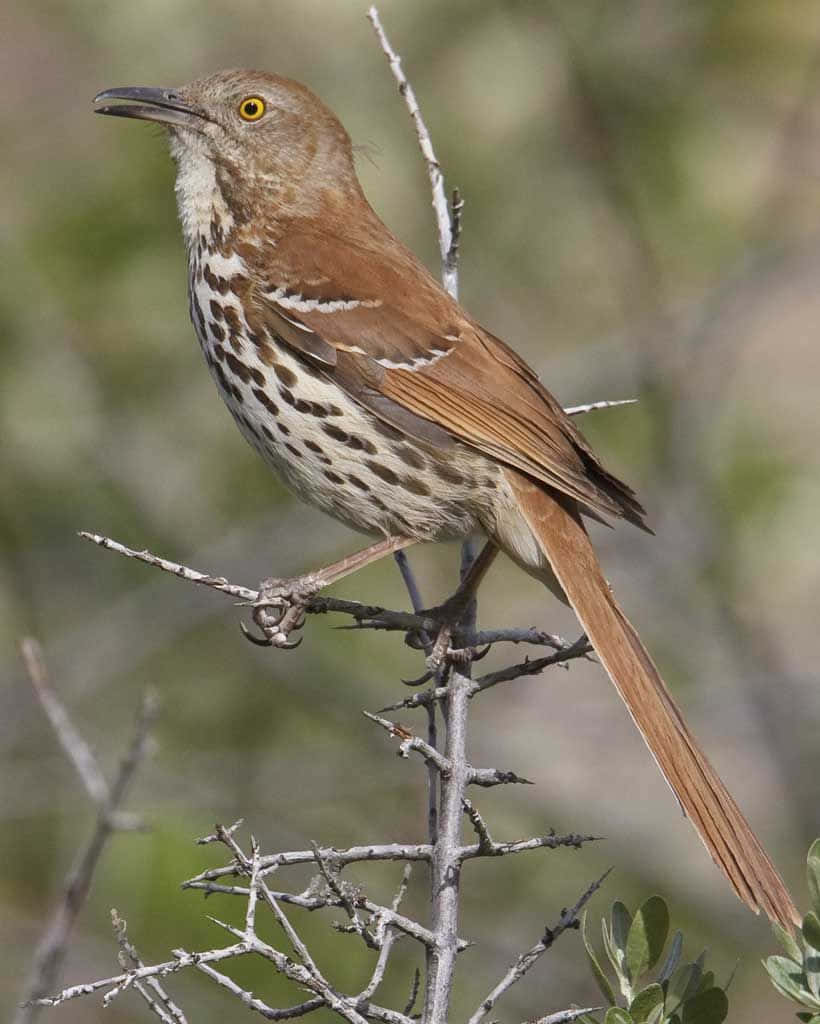 Brown Thrasher 桌布 壁紙 — 一隻褐矢嘲鶇警覺地棲息在帶刺的樹枝上，背景是柔和模糊的綠色。
