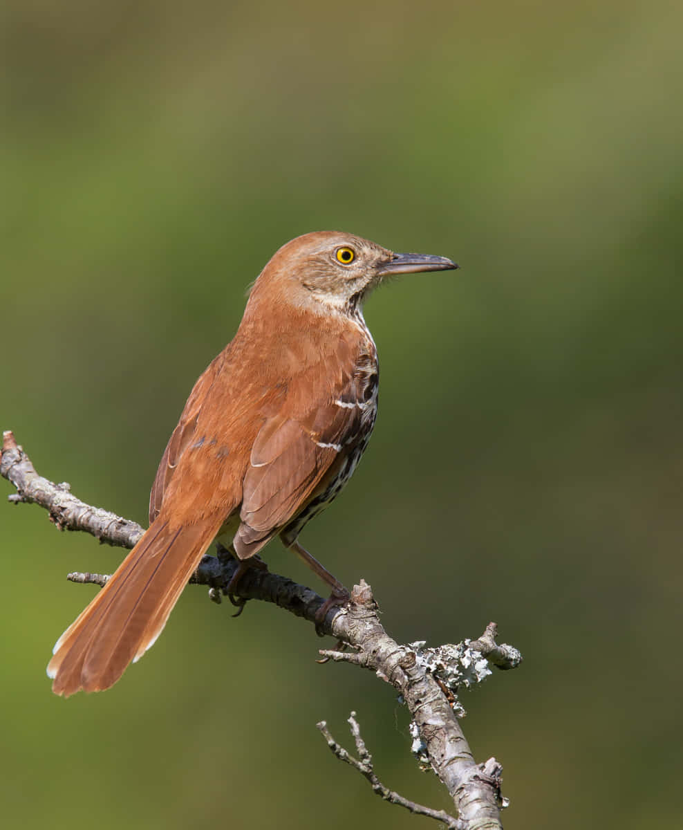 Brown Thrasher 桌布 壁紙 — 一隻褐矢嘲鶇警覺地棲息在長滿地衣的樹枝上，背景是柔和的綠色模糊背景。
