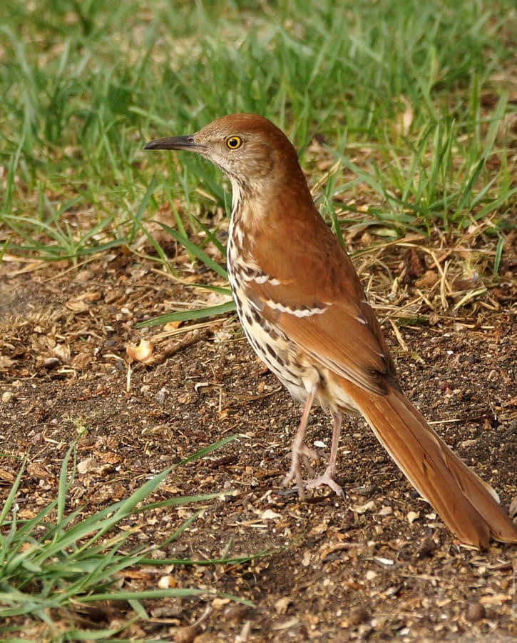 Brown Thrasher 桌布 壁紙 — 一隻褐色反舌鳥，胸前有白色條紋，警覺地站在泥土上，四周是綠草。