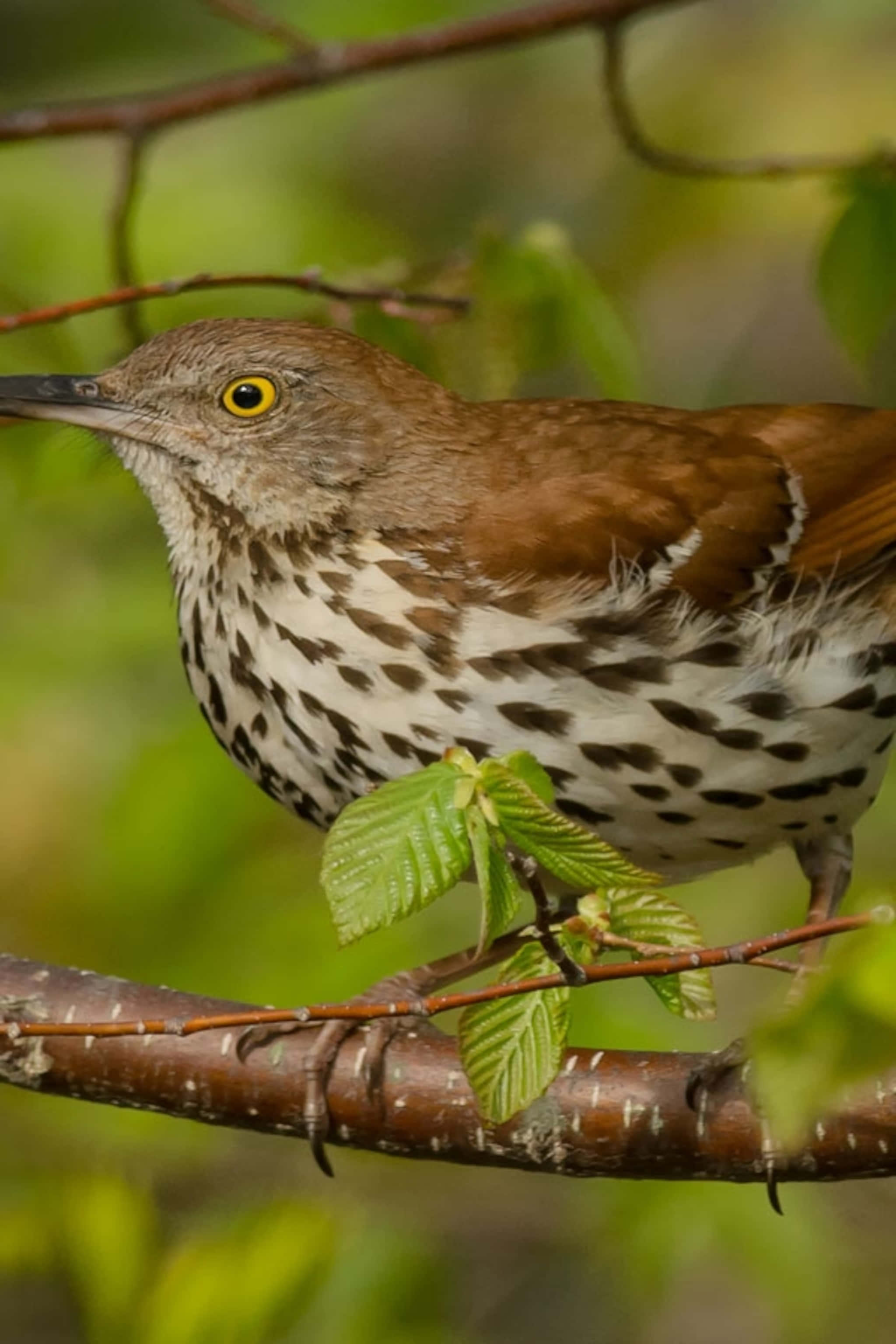 Brown Thrasher 桌布 壁紙 — 一隻褐色斑點鳥嘅特寫，有明亮嘅黃色眼睛，企喺有新鮮綠葉嘅樹枝上。
