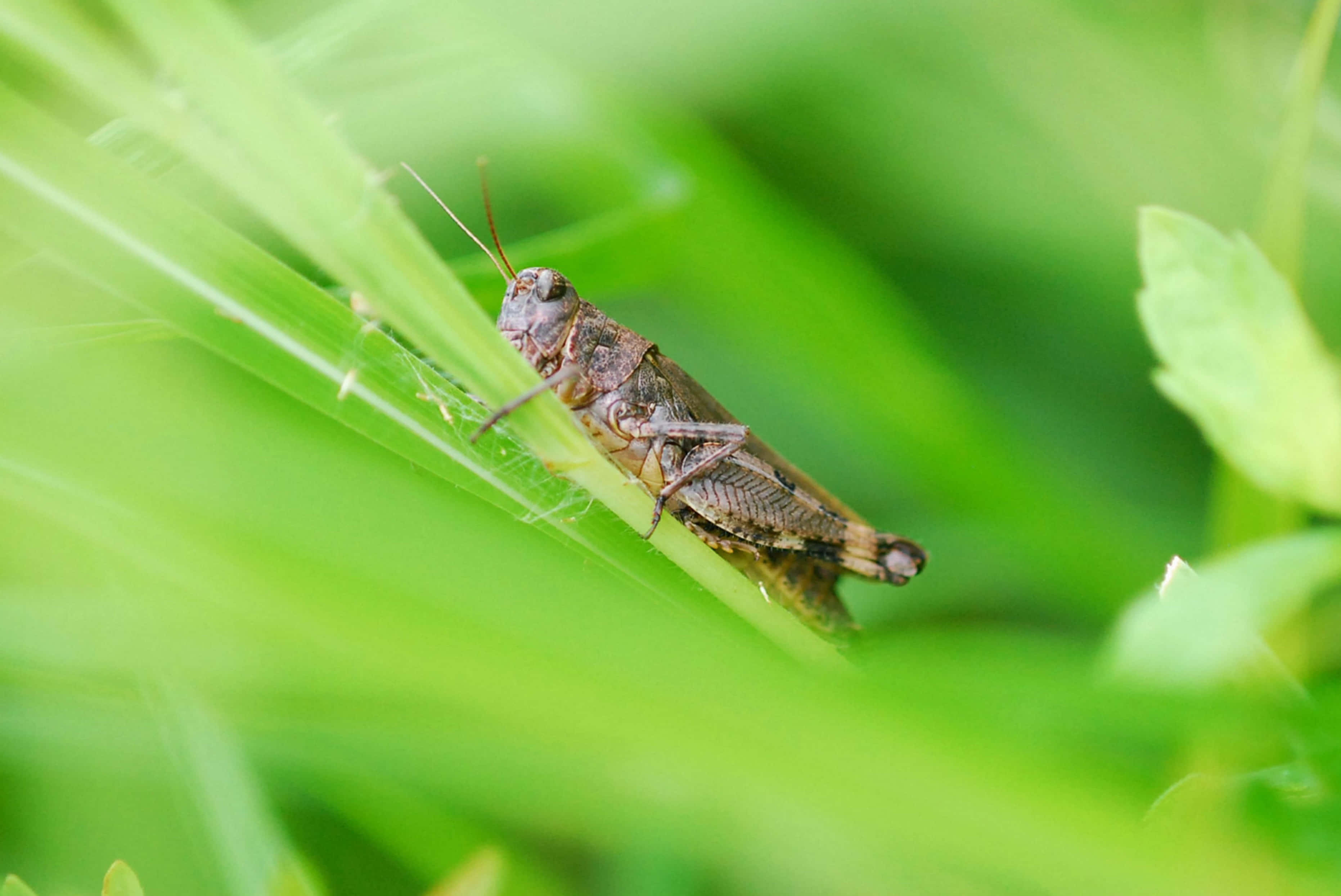 Grasshopper 桌布 壁紙 — 一隻褐色蚱蜢棲息在充滿活力的綠色草葉上的特寫照片，背景柔和散景。
