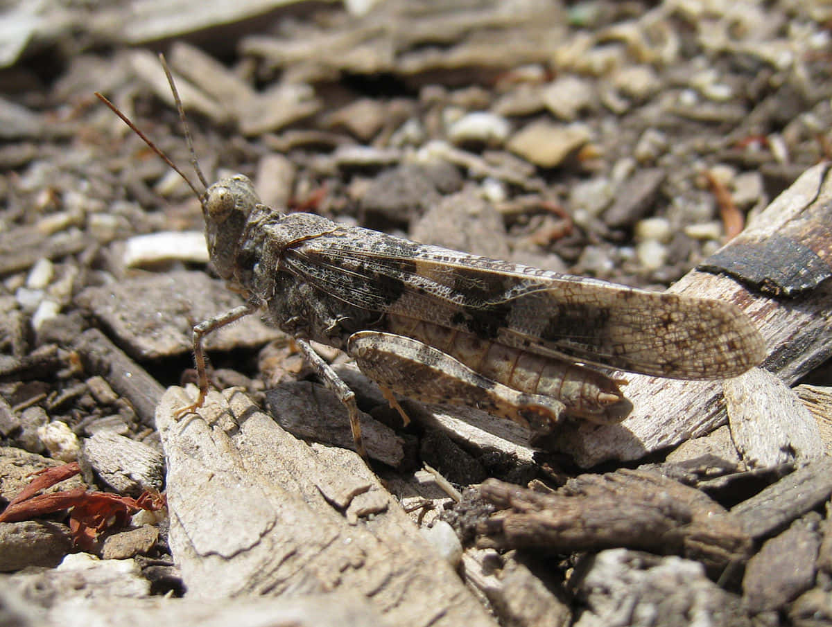 Grasshopper 桌布 壁紙 — 一隻褐色蚱蜢棲息在風化木頭和礫石上的特寫照片，在明亮的日光下。