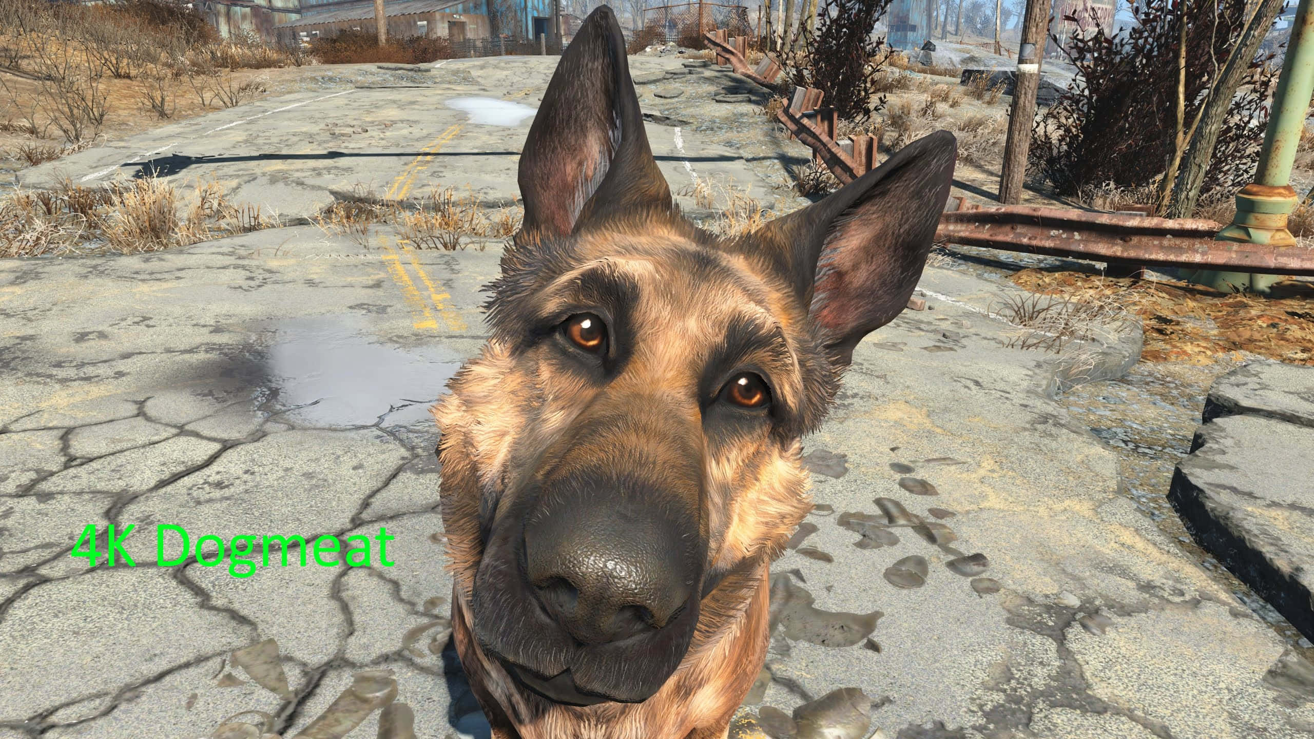 Fallout 4 Dogmeat 桌布 壁紙 — 一隻警覺的德國牧羊犬在裂開的混凝土荒地中直視鏡頭。