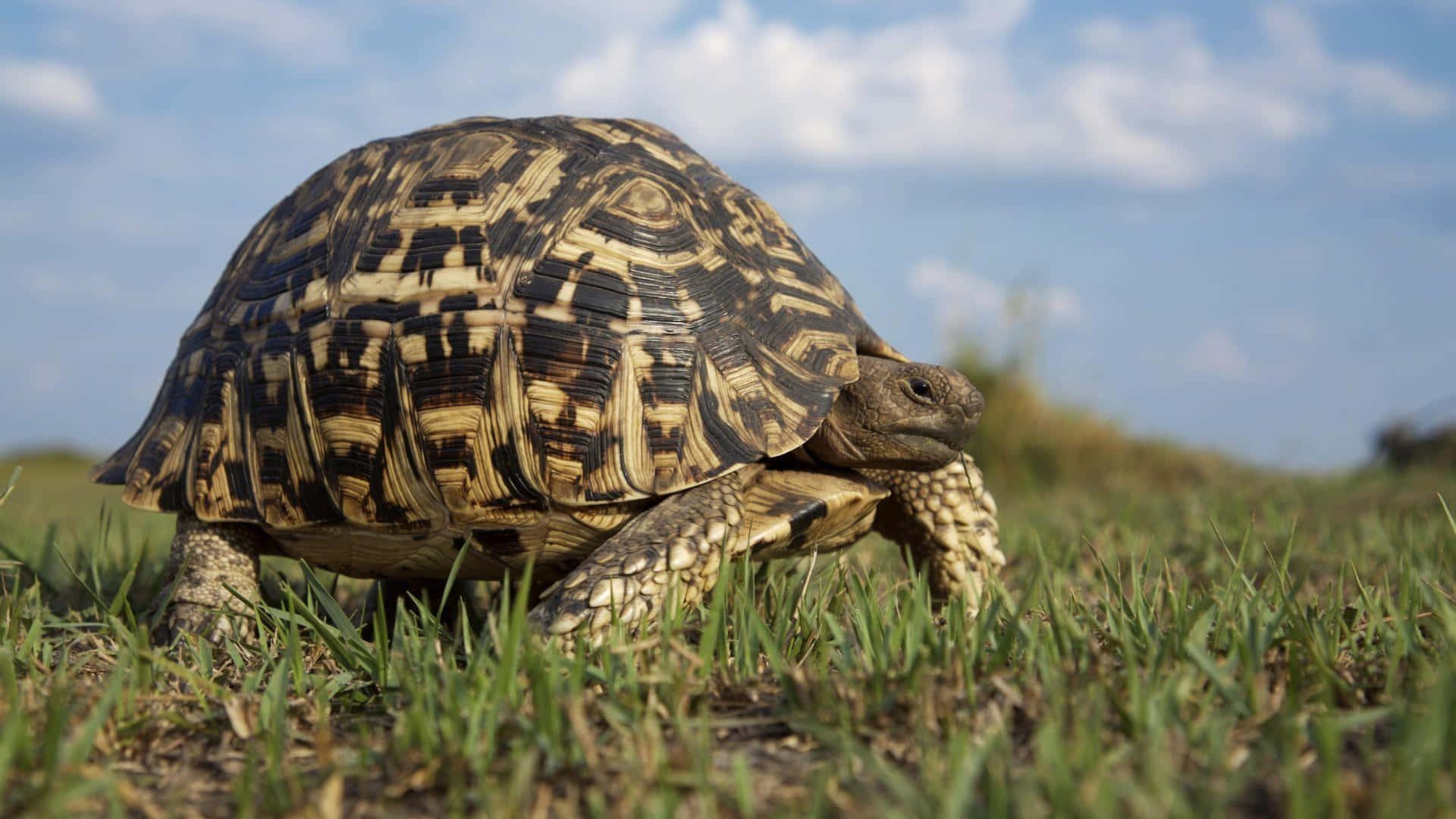 tortoise 桌布 壁紙 — 一隻豹紋陸龜，帶有複雜的棕色和米色龜殼圖案，在明亮的藍天和零星白雲下，緩慢地穿過充滿活力的綠草。