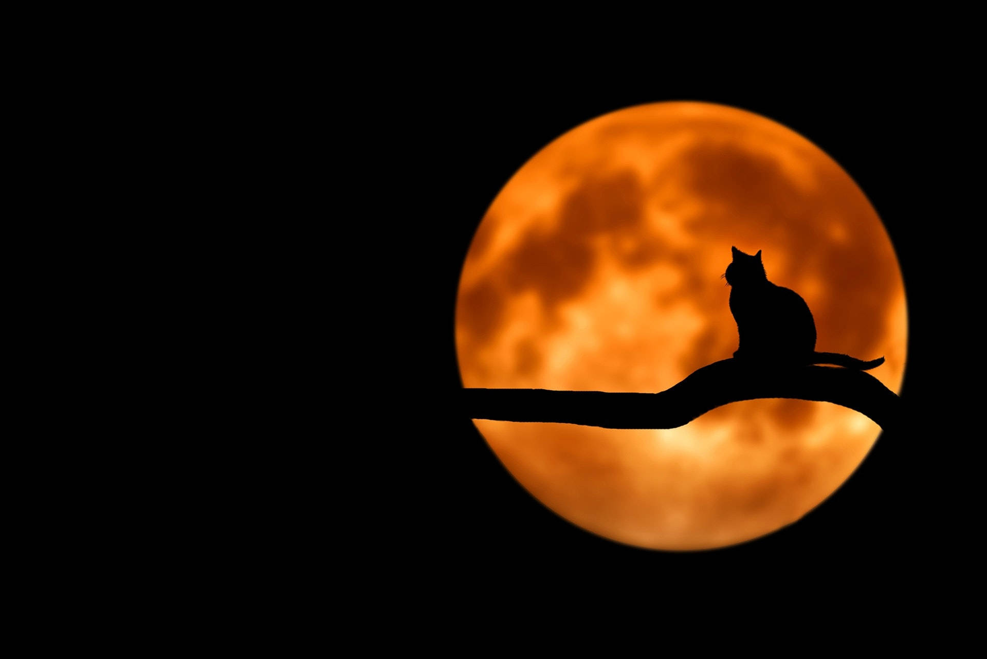 full moon 桌布 壁紙 — 一隻貓的剪影棲息在樹枝上，背景是黑暗夜空中的發光橙色滿月。