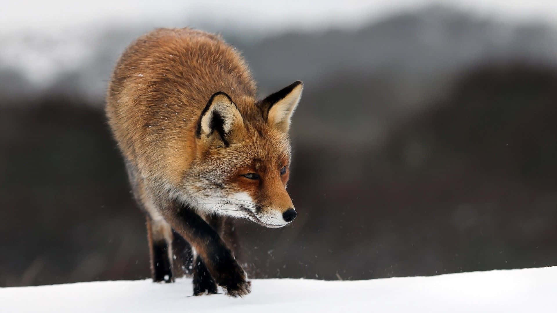 Winter Animal 桌布 壁紙 — 一隻赤狐在剛下的雪中專注地走過，背景是模糊的冬日景色。