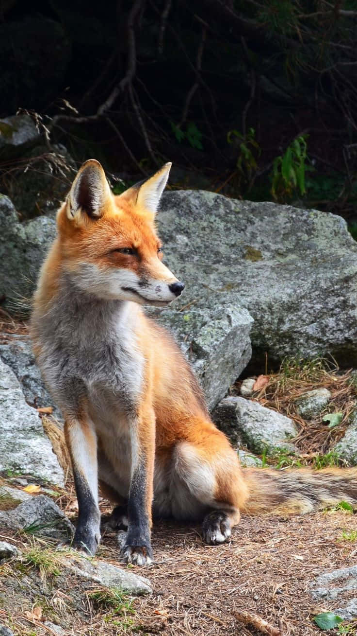 Wildlife Conservation 桌布 壁紙 — 一隻赤狐在柔和的自然光下，警覺地坐在佈滿松針和苔蘚的岩石森林地面上。