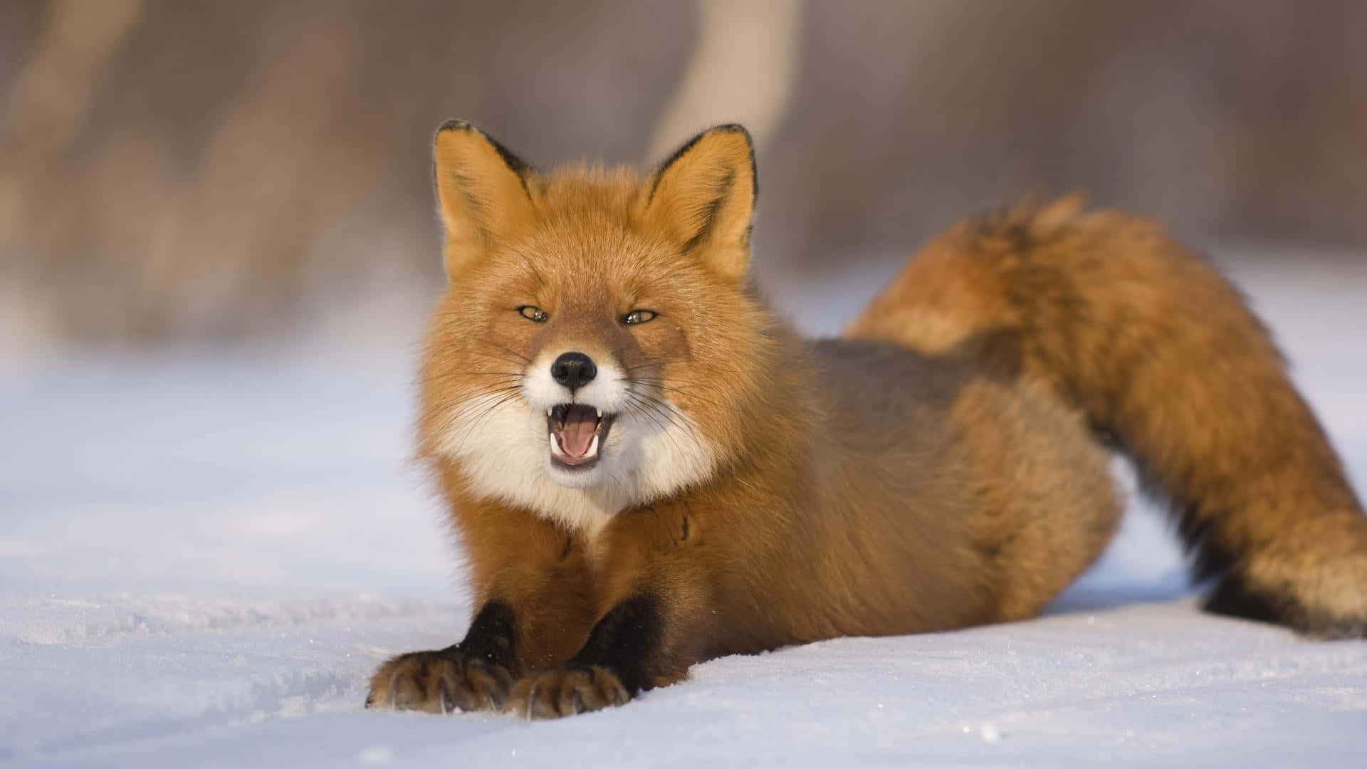 Brown Fox 桌布 壁紙 — 一隻赤狐躺在雪地上，張開嘴巴露出牙齒，身處冬季森林環境中。