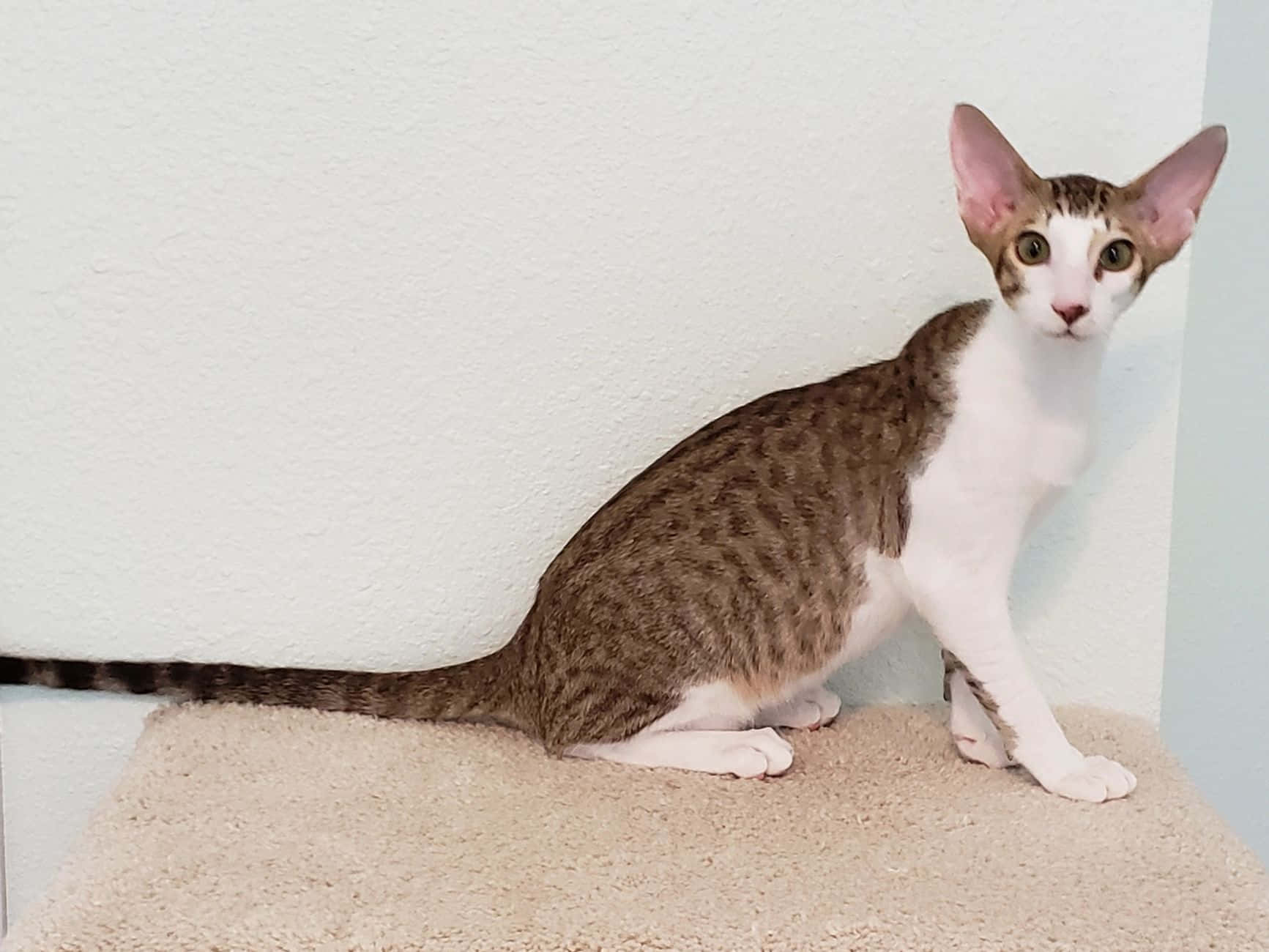Oriental Shorthair 桌布 壁紙 — 一隻身形修長、有大耳朵的斑點貓，警覺地坐在米色地毯上，背景是淺色牆壁。