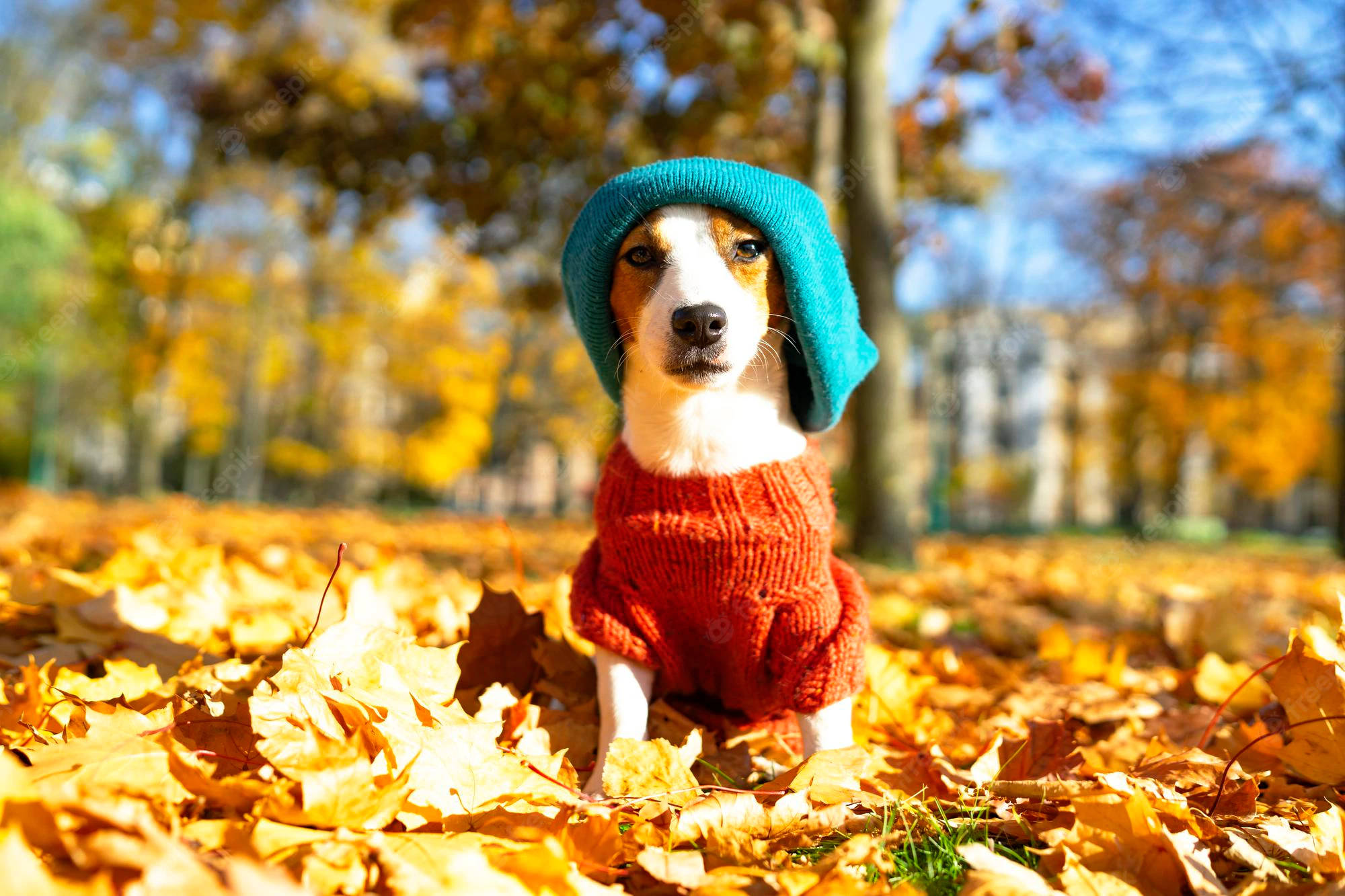 Fall Season 桌布 壁紙 — 一隻迷人的比格犬戴著青綠色針織帽和紅色毛衣，坐在金黃色的秋葉中，背景是清澈的藍天。