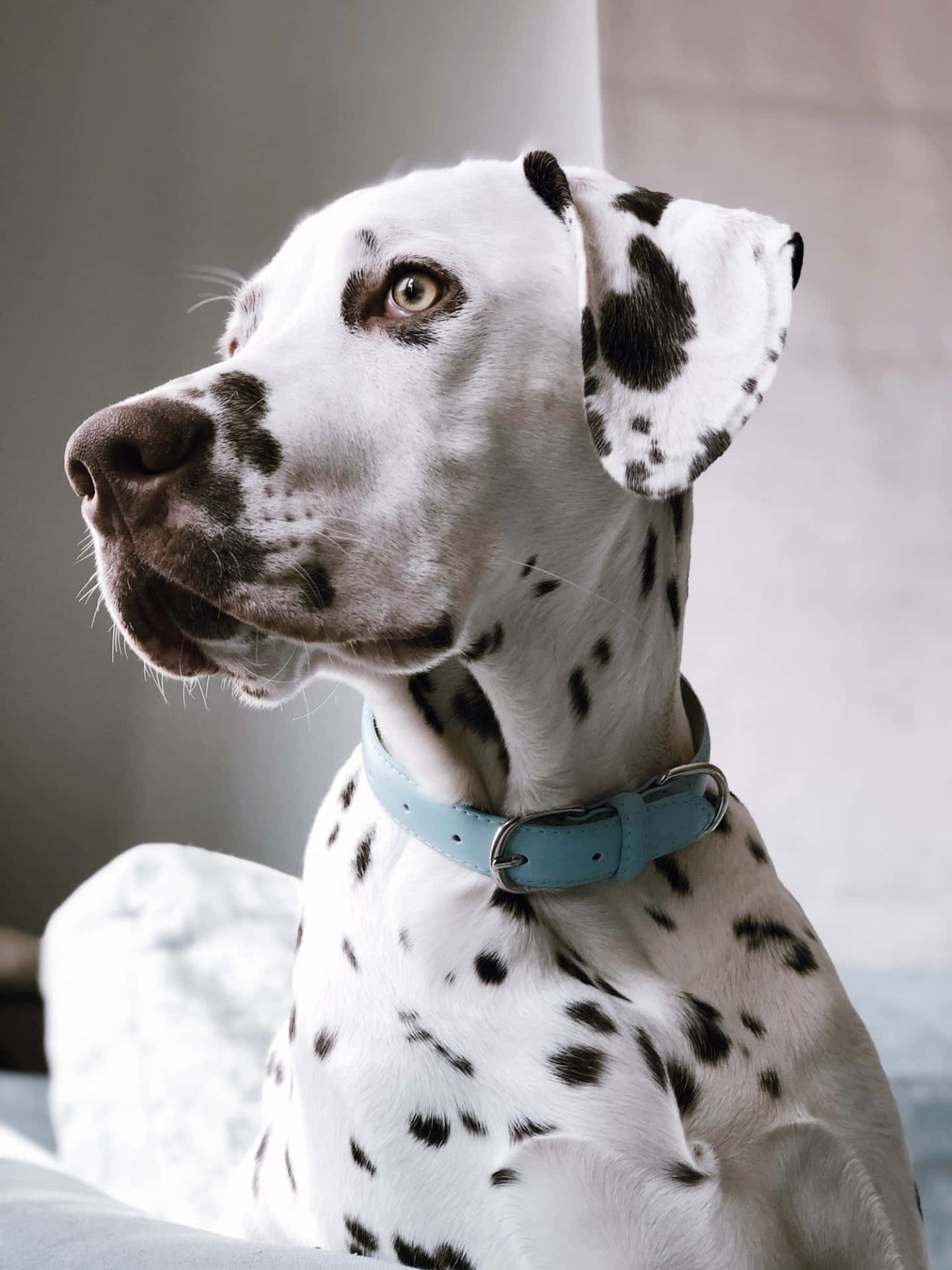 達爾馬提亞犬圖片 — 斑點狗 壁紙