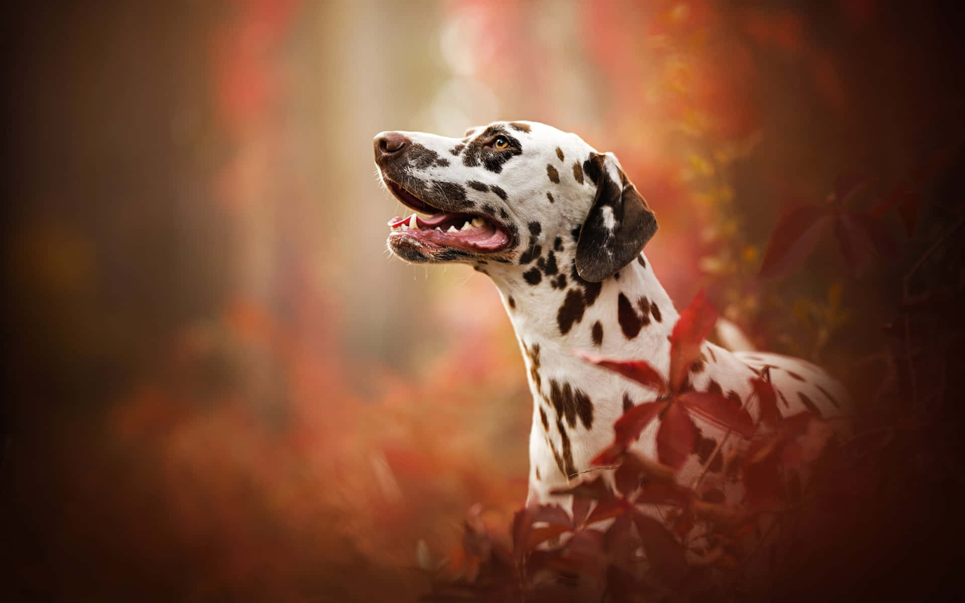 達爾馬提亞犬背景 — 斑點狗 壁紙