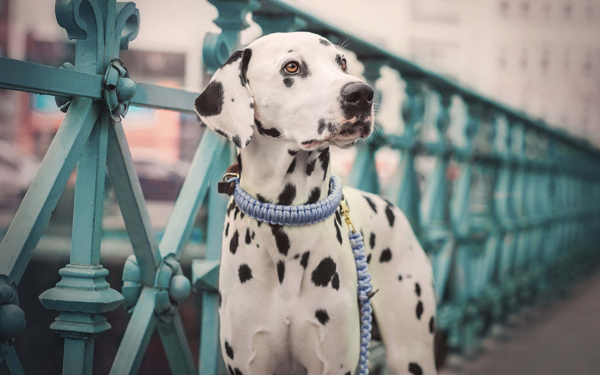 達爾馬提亞犬背景 — 斑點狗 壁紙