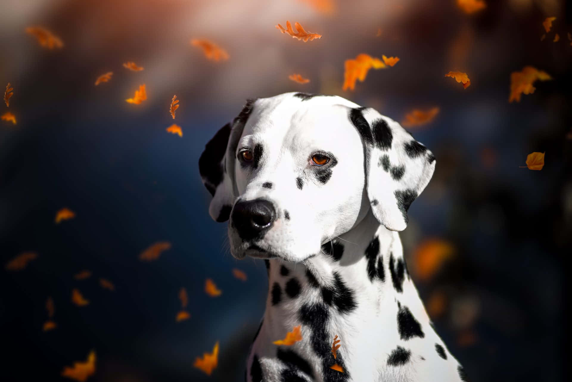 達爾馬提亞犬圖片 — 斑點狗 壁紙