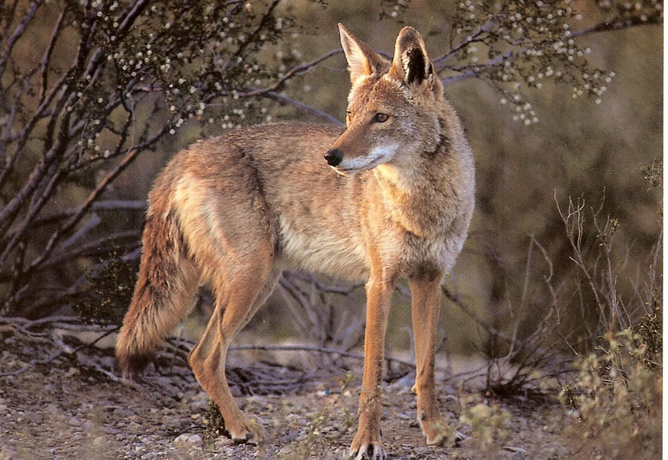 Coyote 桌布 壁紙 — 一隻郊狼在乾燥灌木叢中警覺地站立，柔和自然光下呈現大地色調和稀疏的樹葉。
