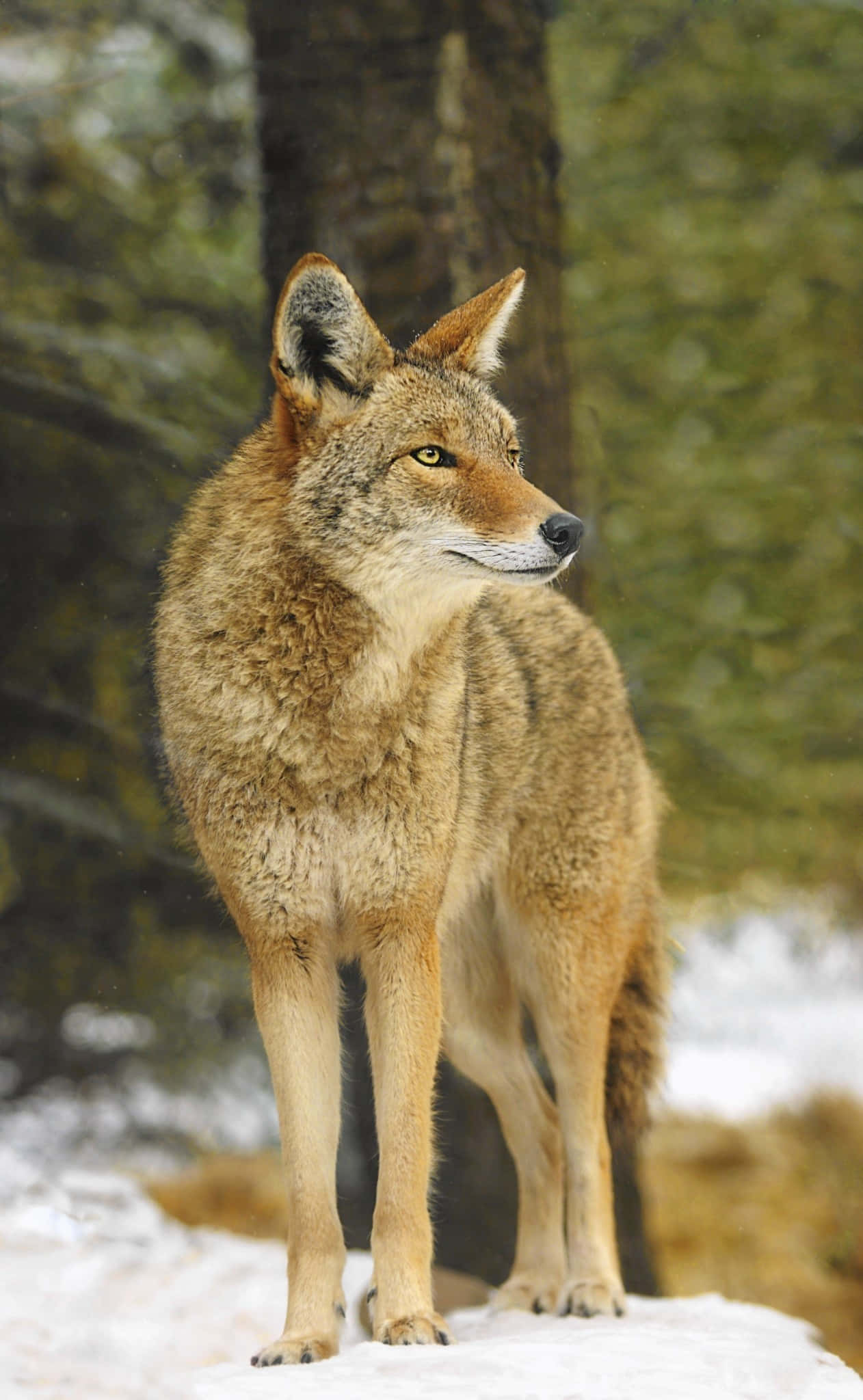 Coyote 桌布 壁紙 — 一隻郊狼在冬季森林中，站在雪地上，周圍是模糊的常綠樹，保持警覺。